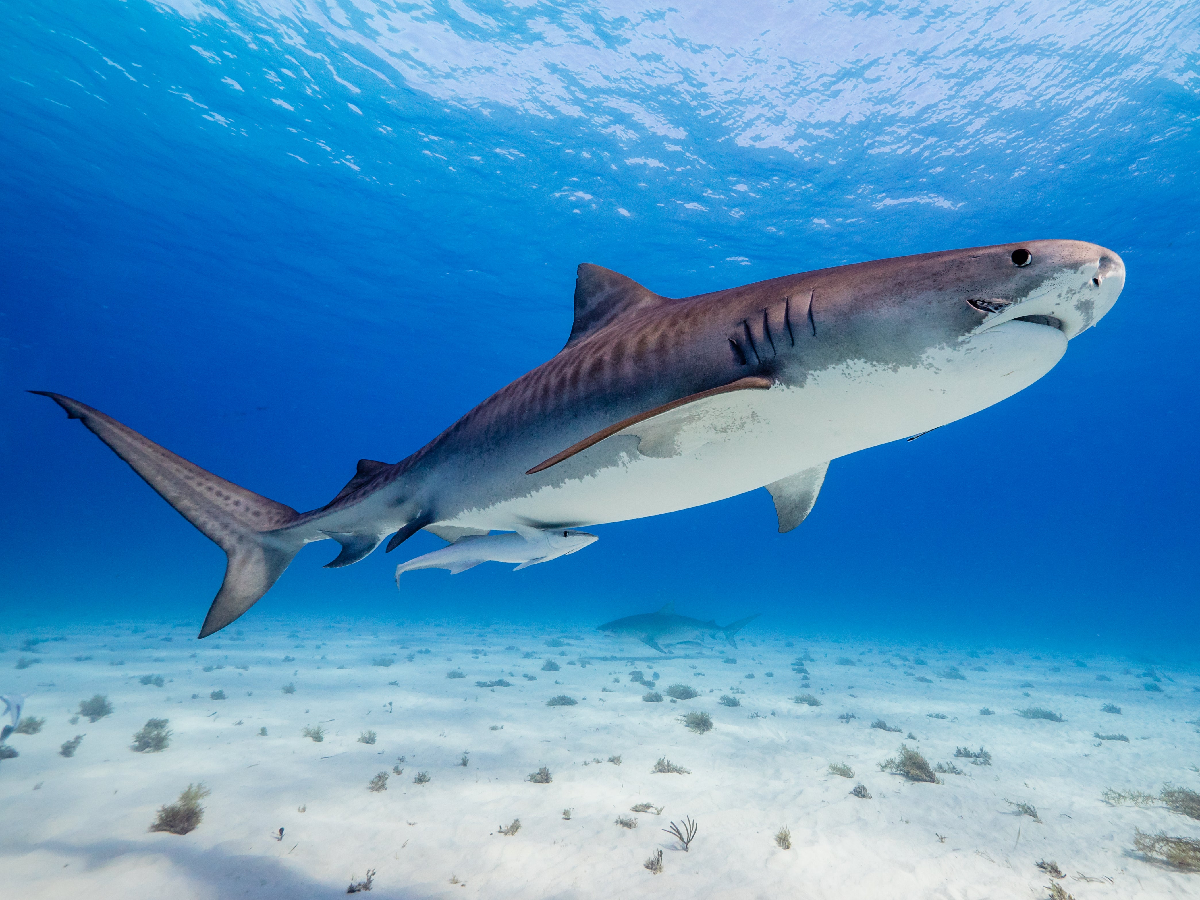 The sharks were shown in ‘Our Planet II’