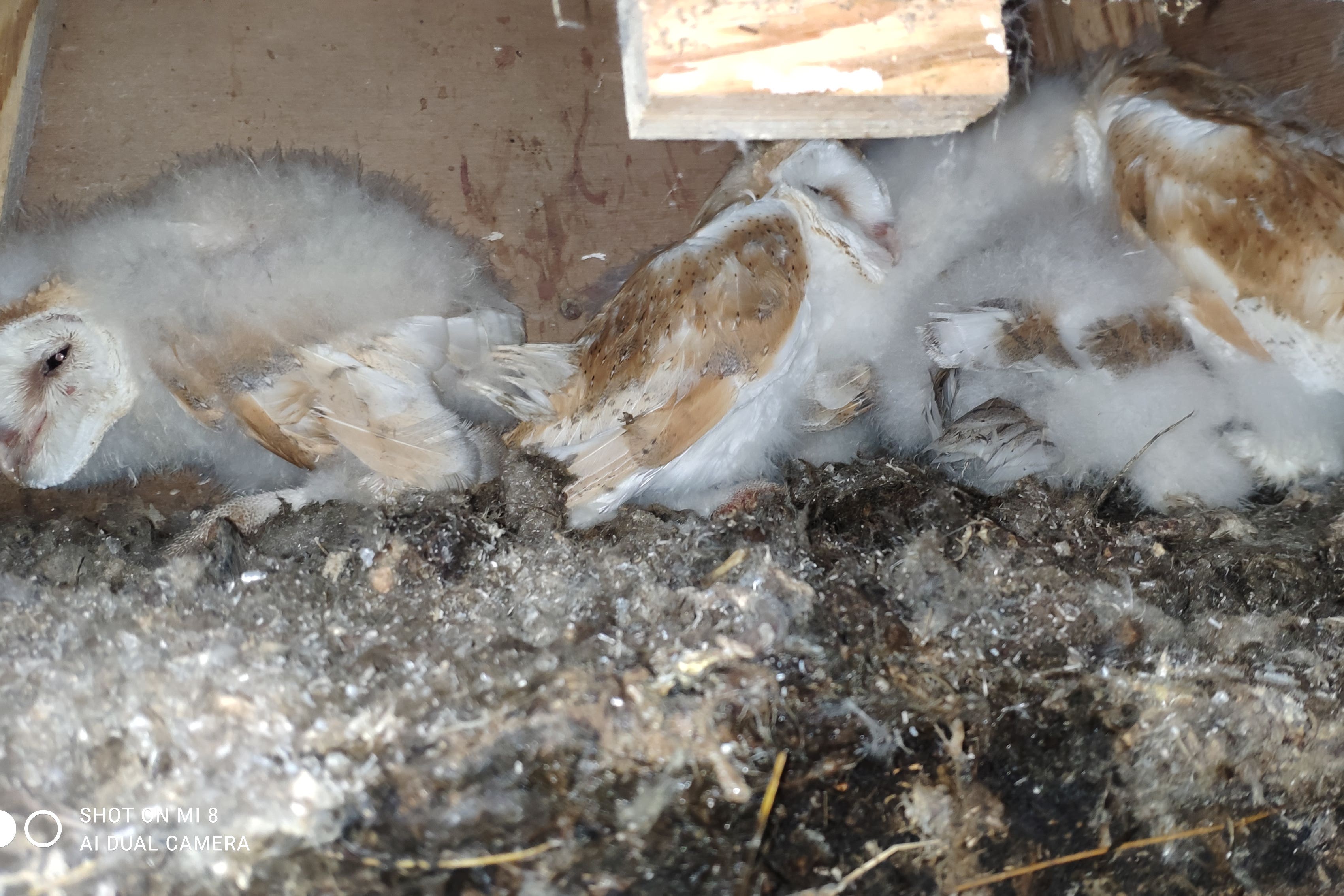 A brood of Barn Owl chicks in Co Antrim ringed by conservationists. (Lough Neagh Barn Owl Group/PA)