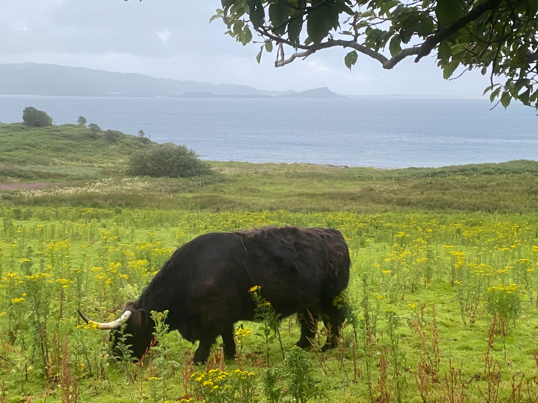 Resident goats and hairy highland cows await visitors at Loch Melfont hotel