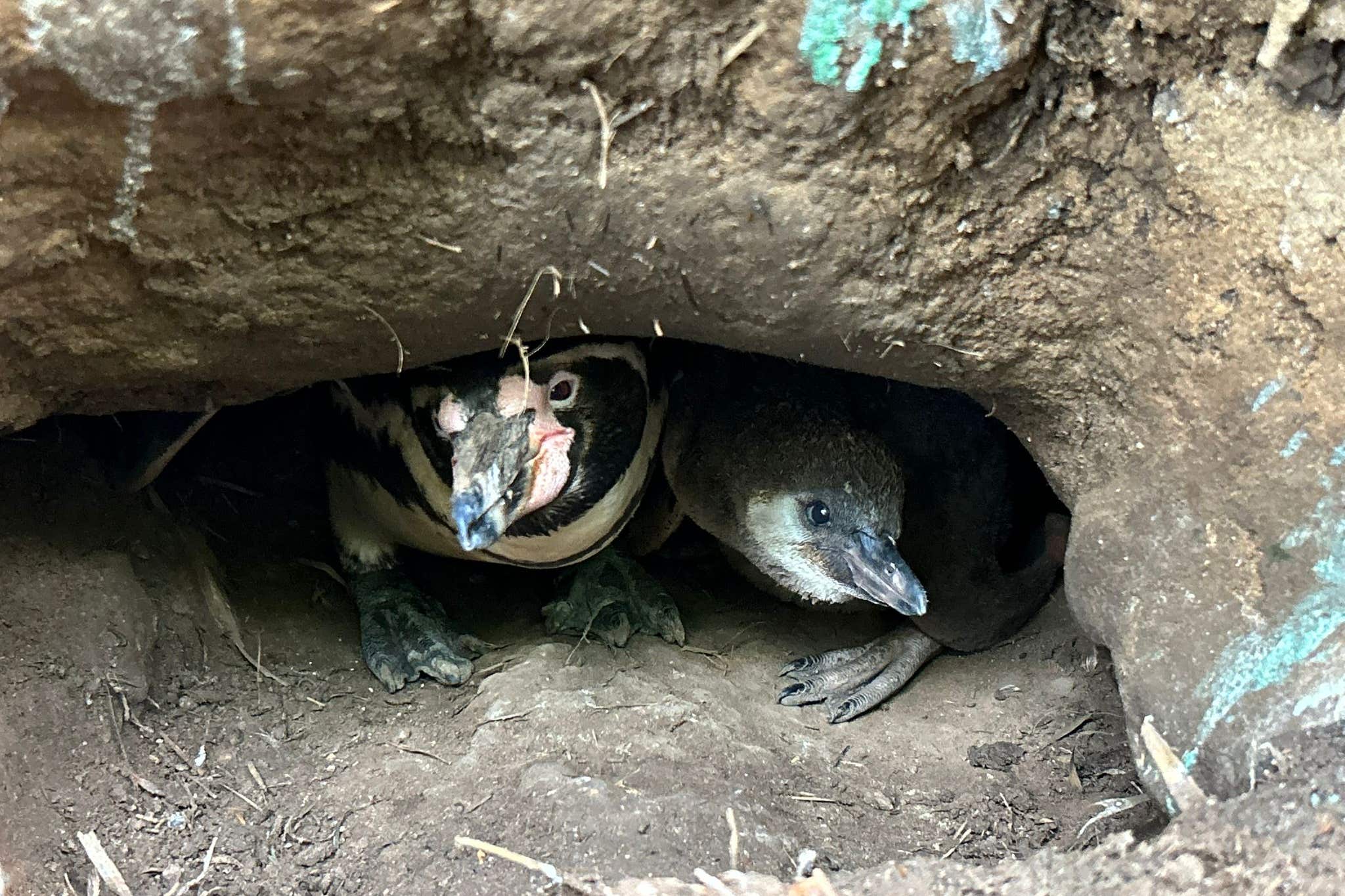 Woburn Safari Park is celebrating the birth of Wasabi and Sprout, two Humboldt penguin chicks (Woburn Safari Park/PA)