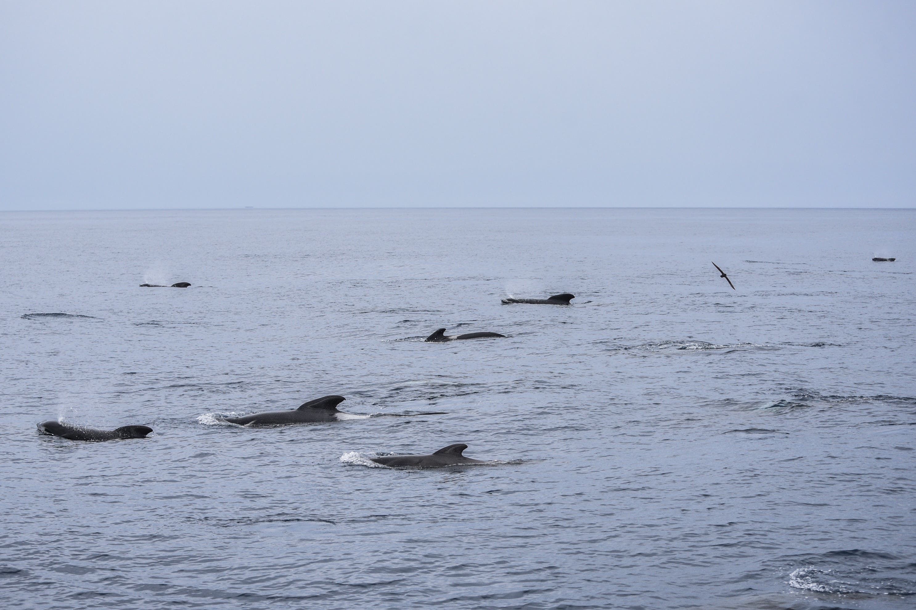 The Argentine Sea serves as a feeding ground and migratory path for some species (Osvaldo Tesoro/Greenpeace)