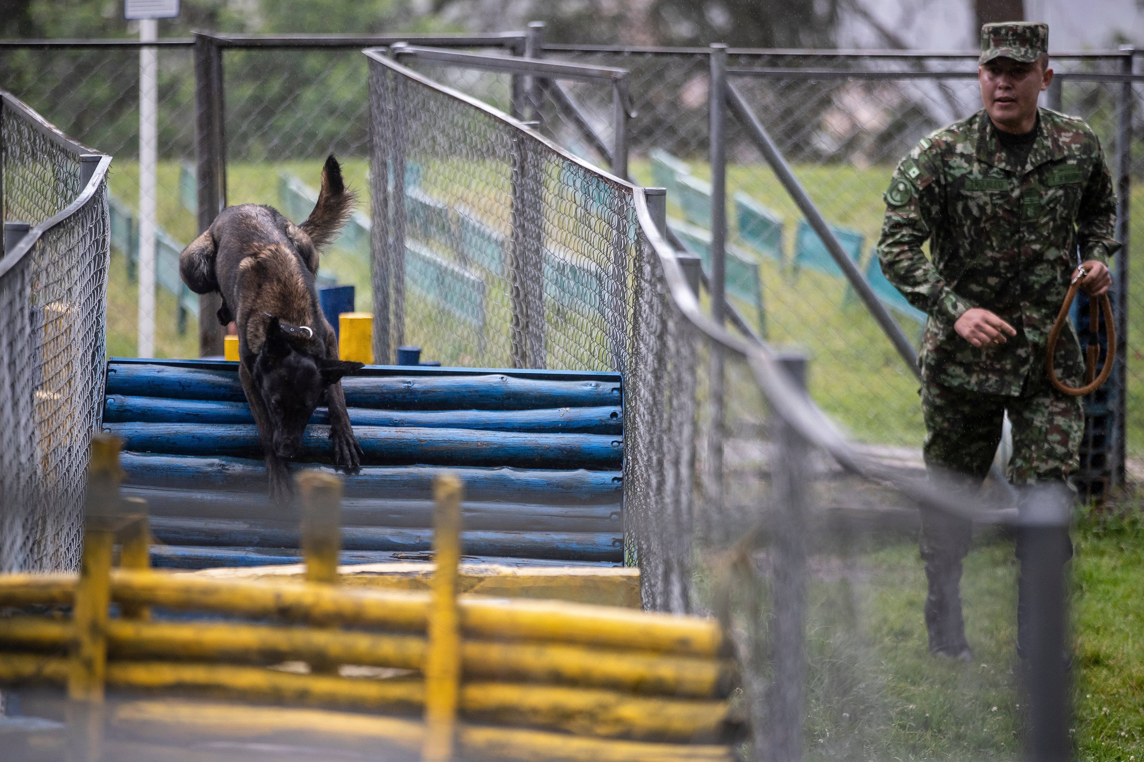 Colombia Army Dogs