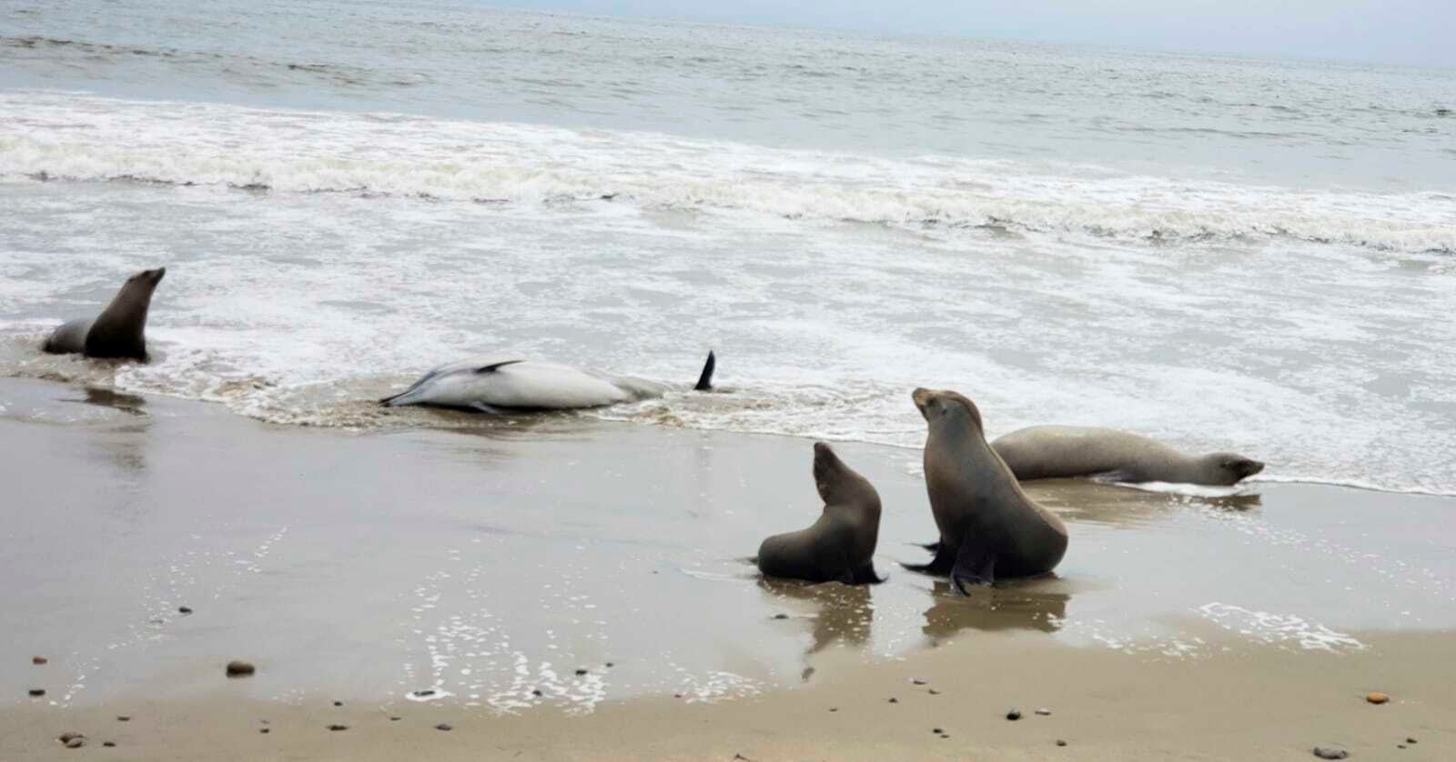 California Marine Mammal Deaths