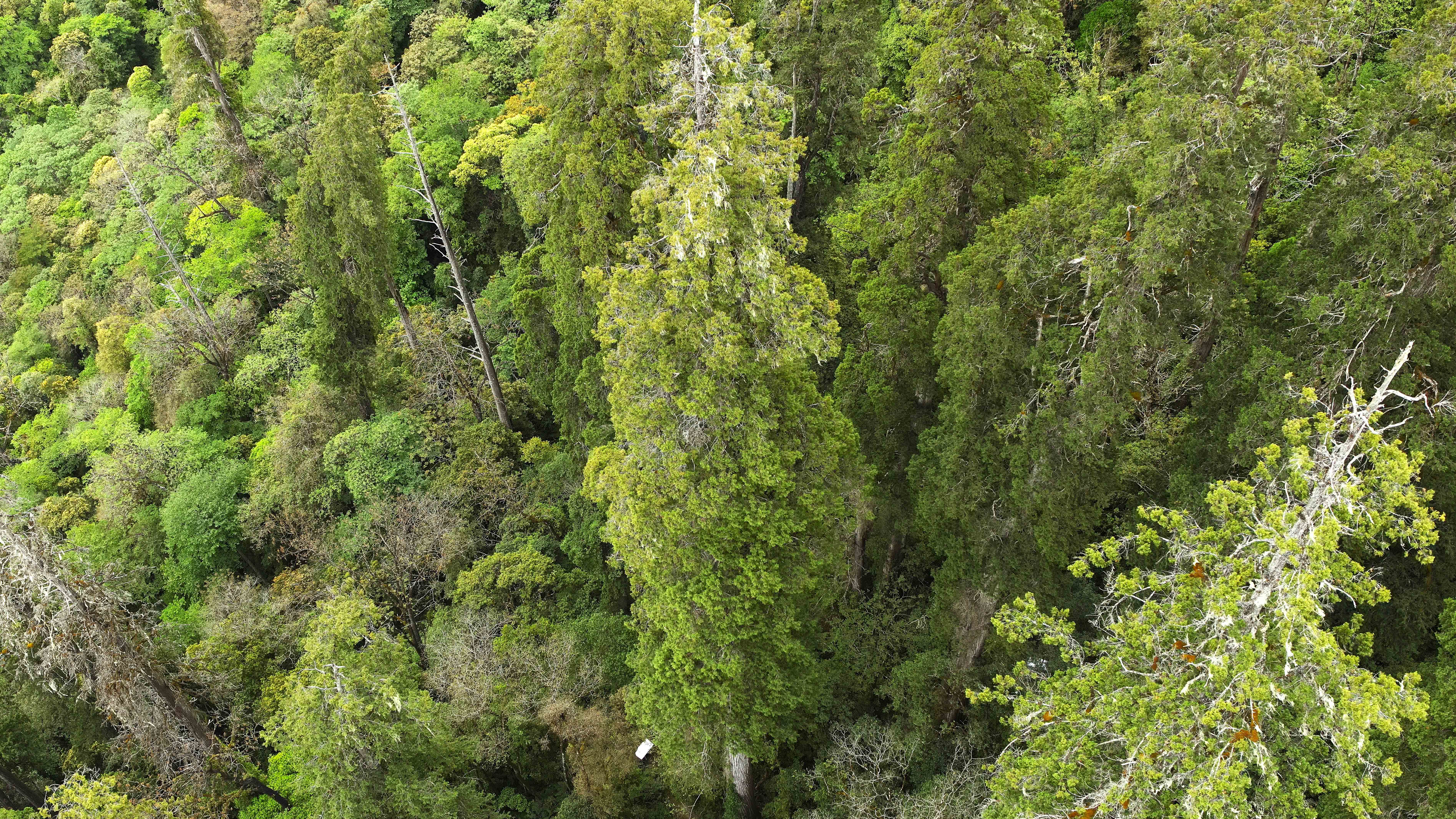 The Himalayan cypresses in Yarlung Zangbo Grand Canyon National Nature Reserve, southwest China’s Xizang Autonomous Region