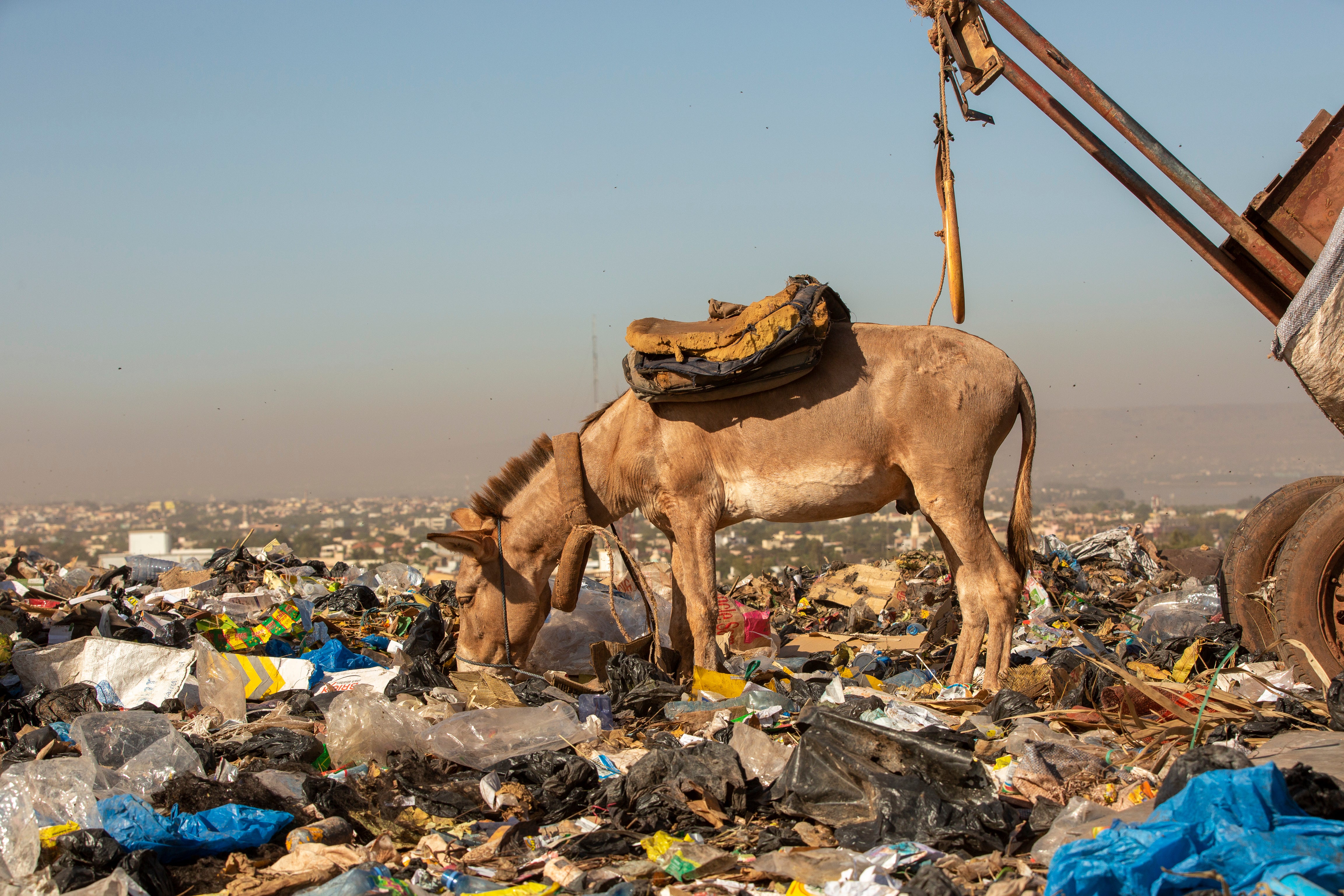 Plastic pollution can have fatal consequences, affecting thousands of innocent animals