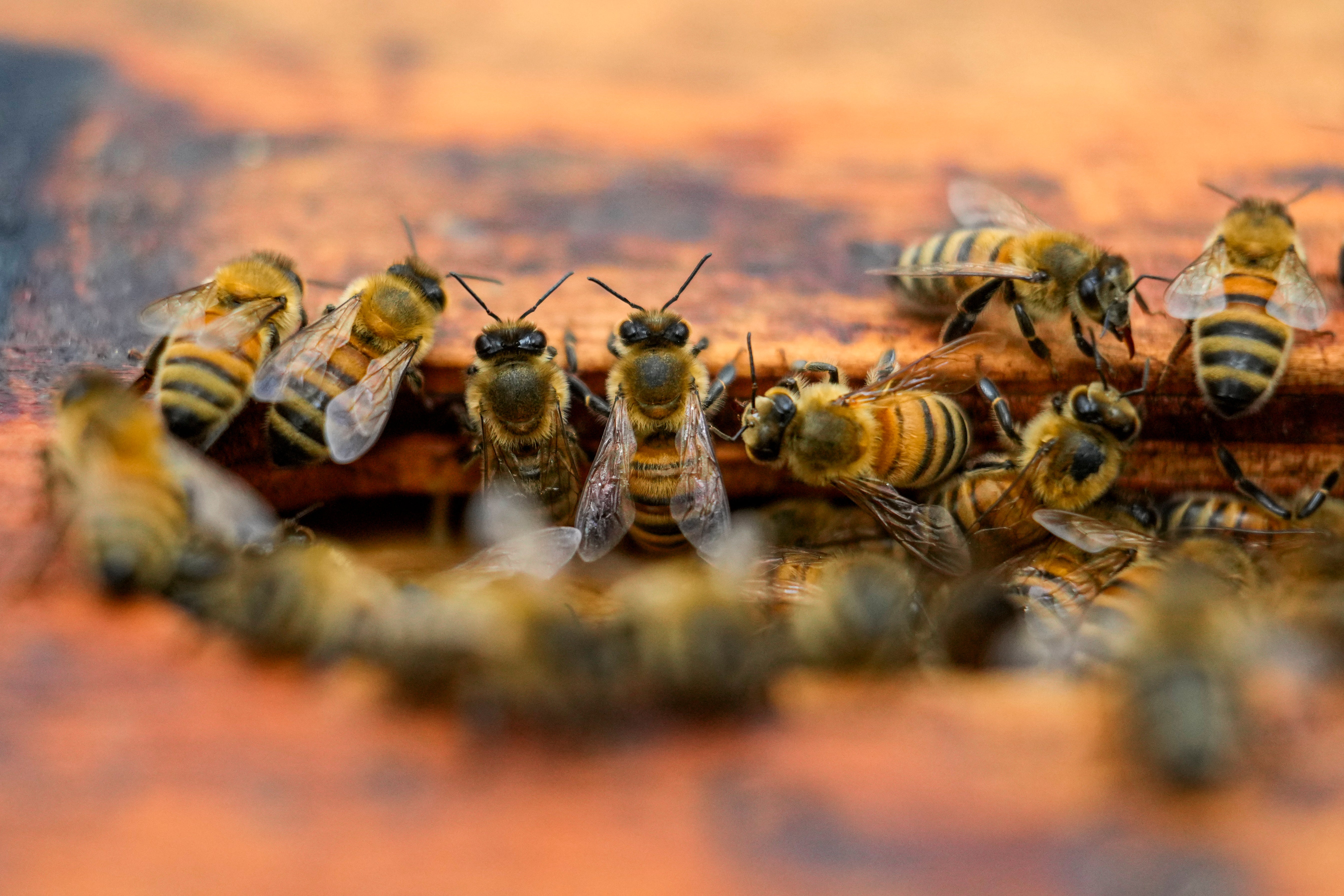 Maeterlinck shows admiration for bees’ ‘unceasing industry and self-sacrifice for the sake of the common good’