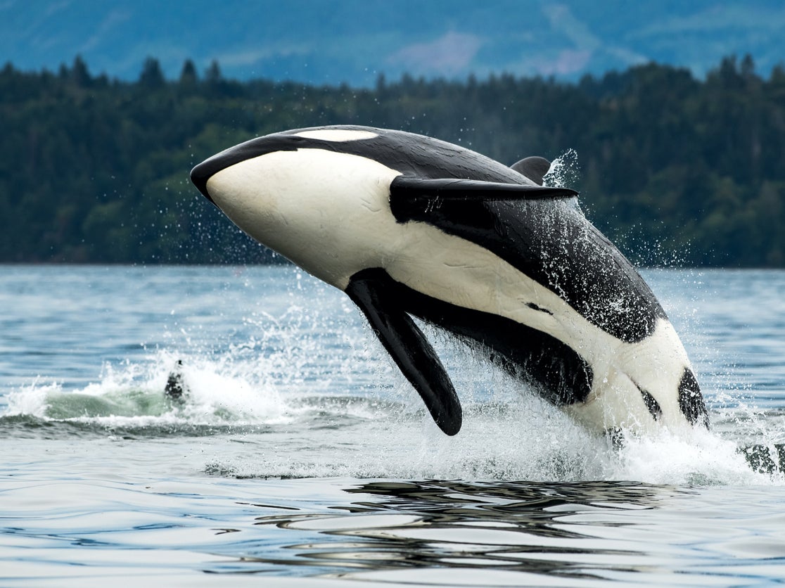 Killer whales have sunk three ships near Gibraltar, according to one expert