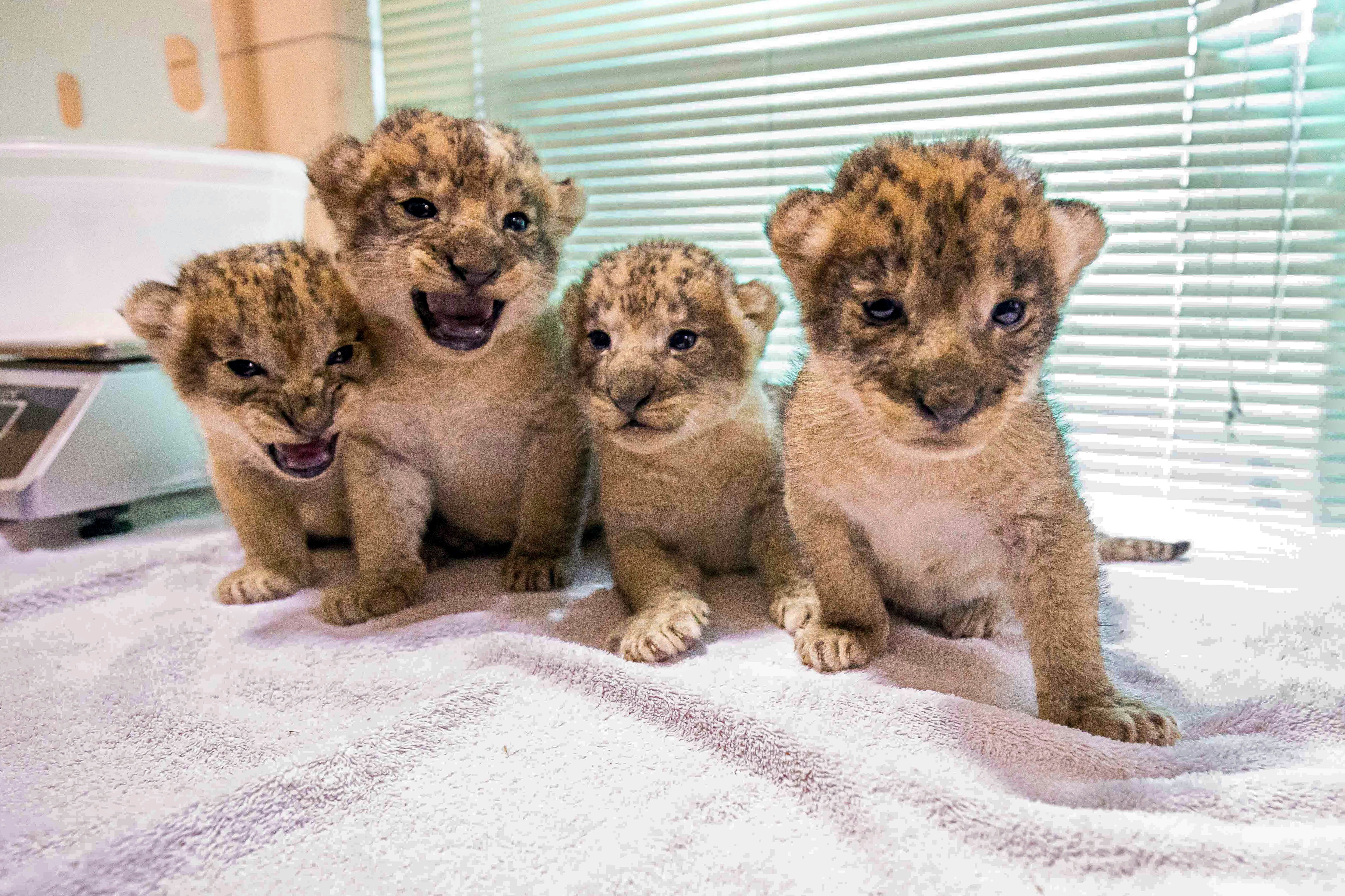 Buffalo Zoo Lion Litter
