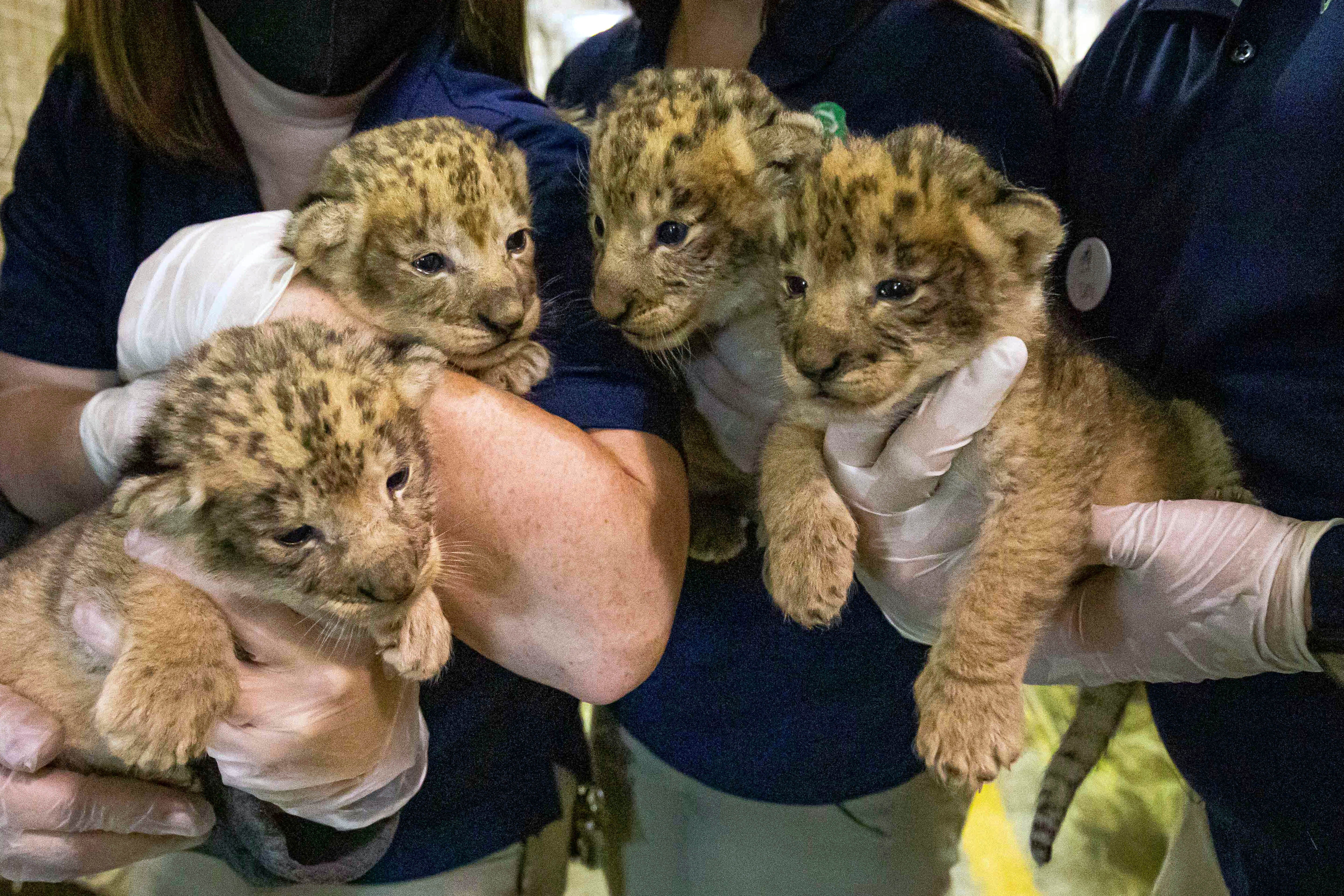 Buffalo Zoo Lion Litter