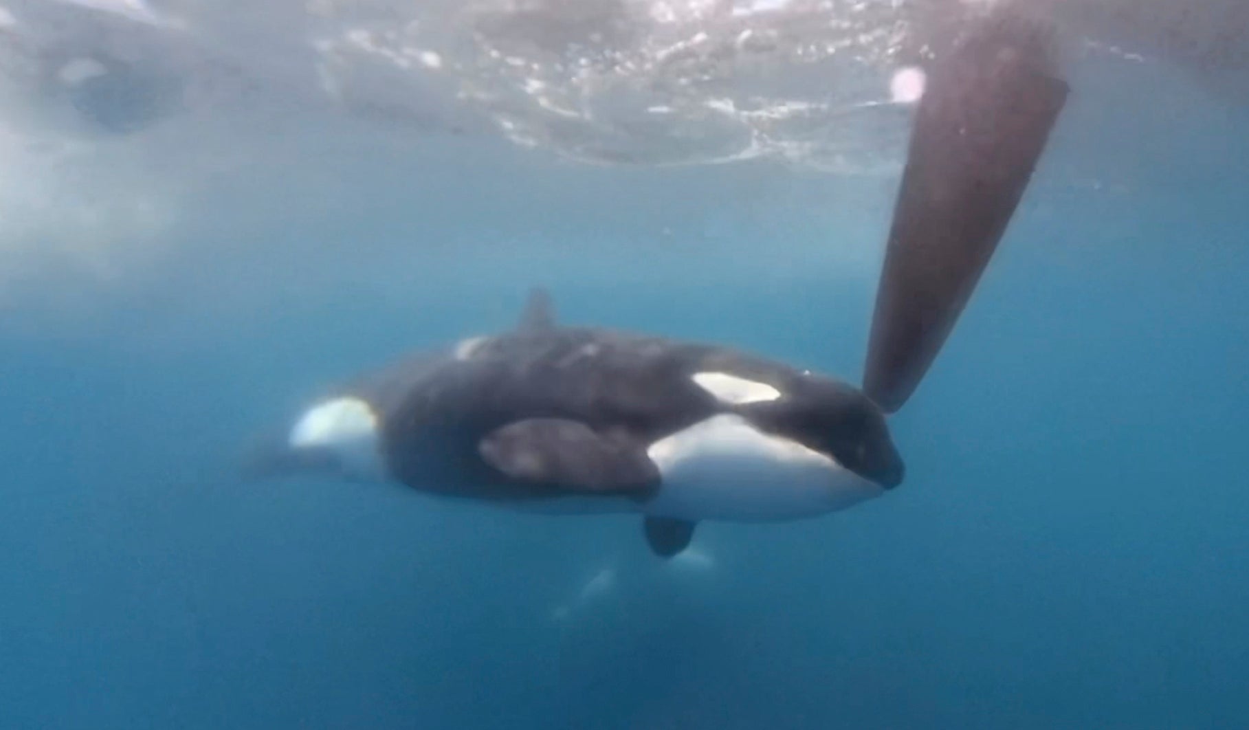 An orca moves along a rudder of boat taking part in The Ocean Race in June, as it approached the Strait of Gibraltar