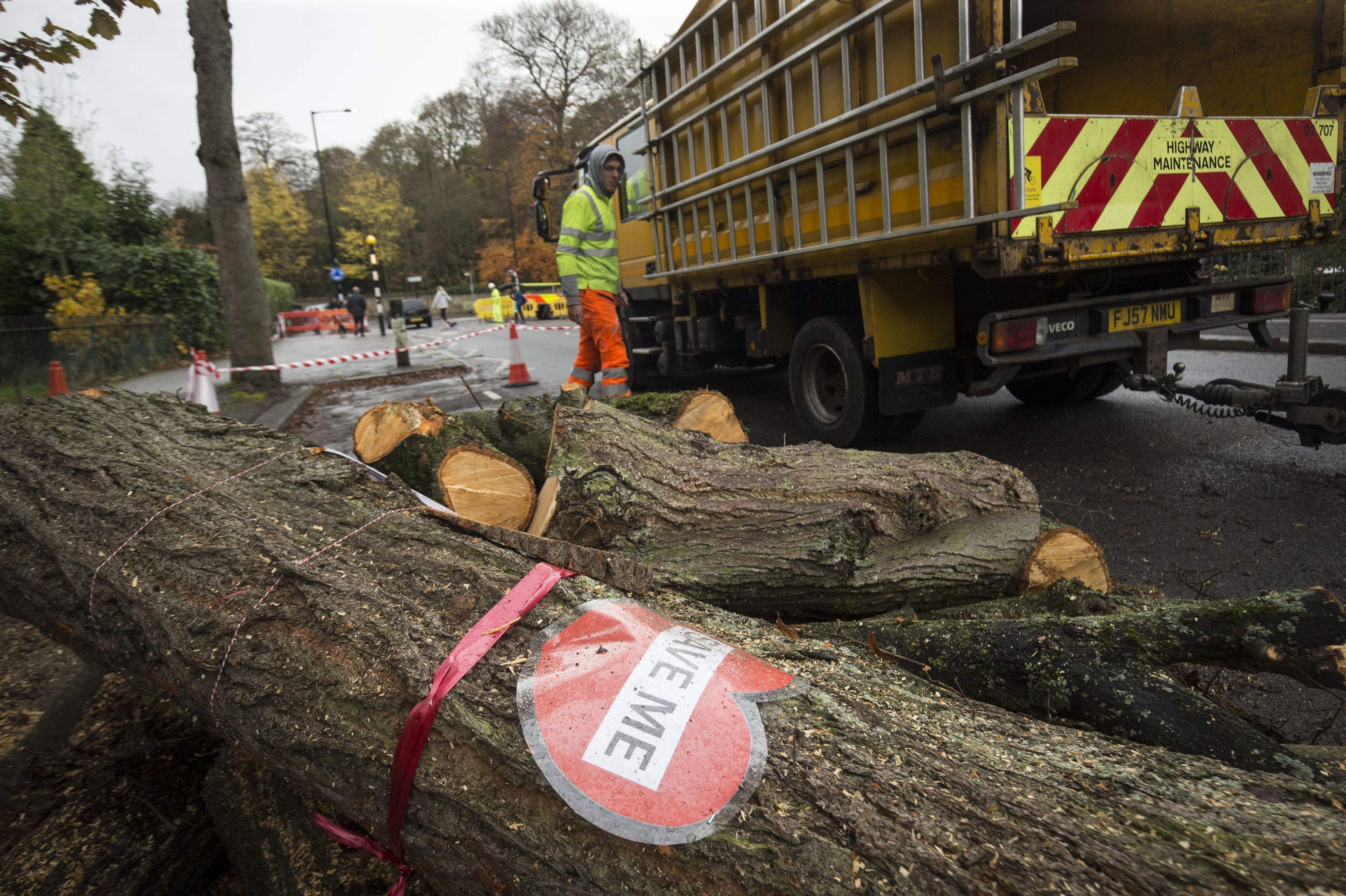 A tree cut down by contractors in Rustlings Road on 17 November 2016