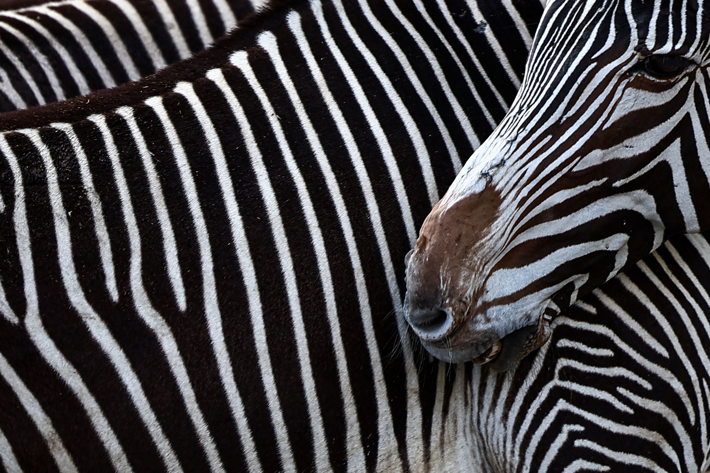 Zebra at Paris Zoo