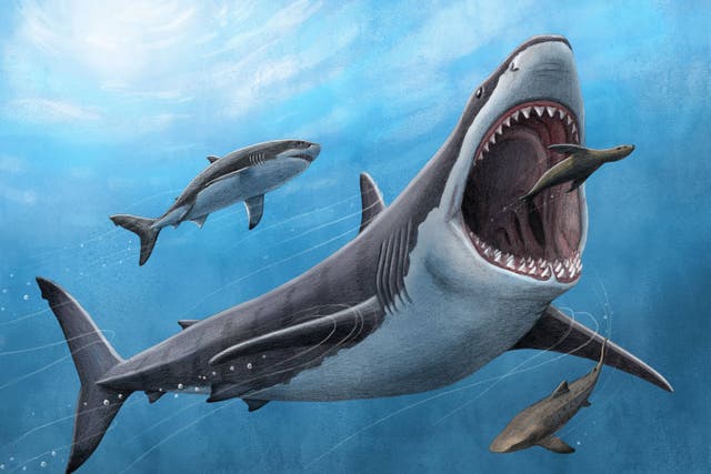 <p>Megalodons are believed to have grown to lengths of 50 feet (Alex Boersma/PNAS/PA)</p>