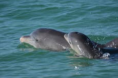 Dolphins ram into swimmers at popular beach in Japan: ‘If you see them, don’t go in the water’