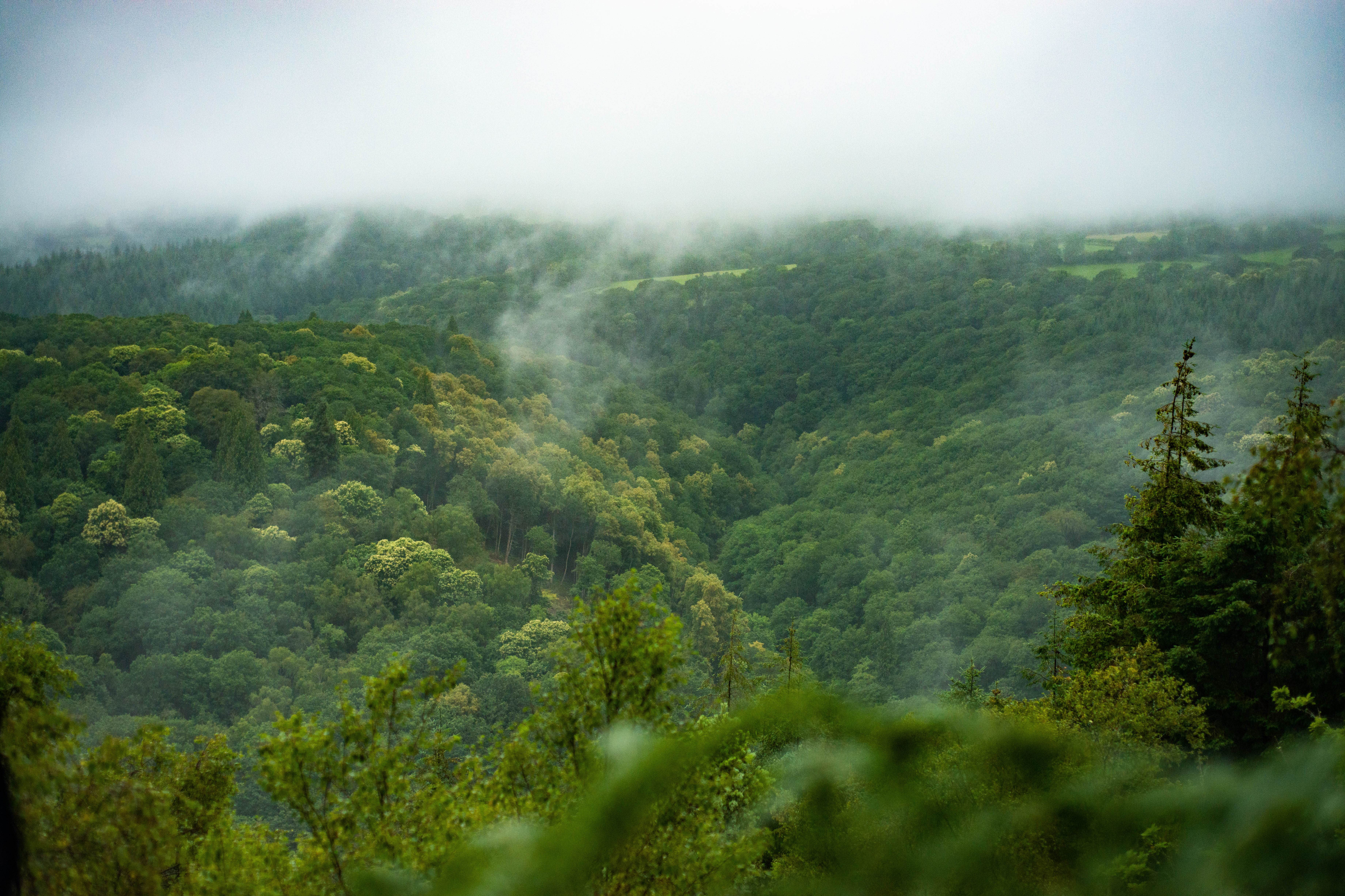 This is the last generation with the time to save England’s ancient forests, the Woodland Trust said (Phil Formby/Woodland Trust/PA)