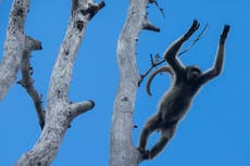 A scientist's 4-decade quest to save the biggest monkey in the Americas