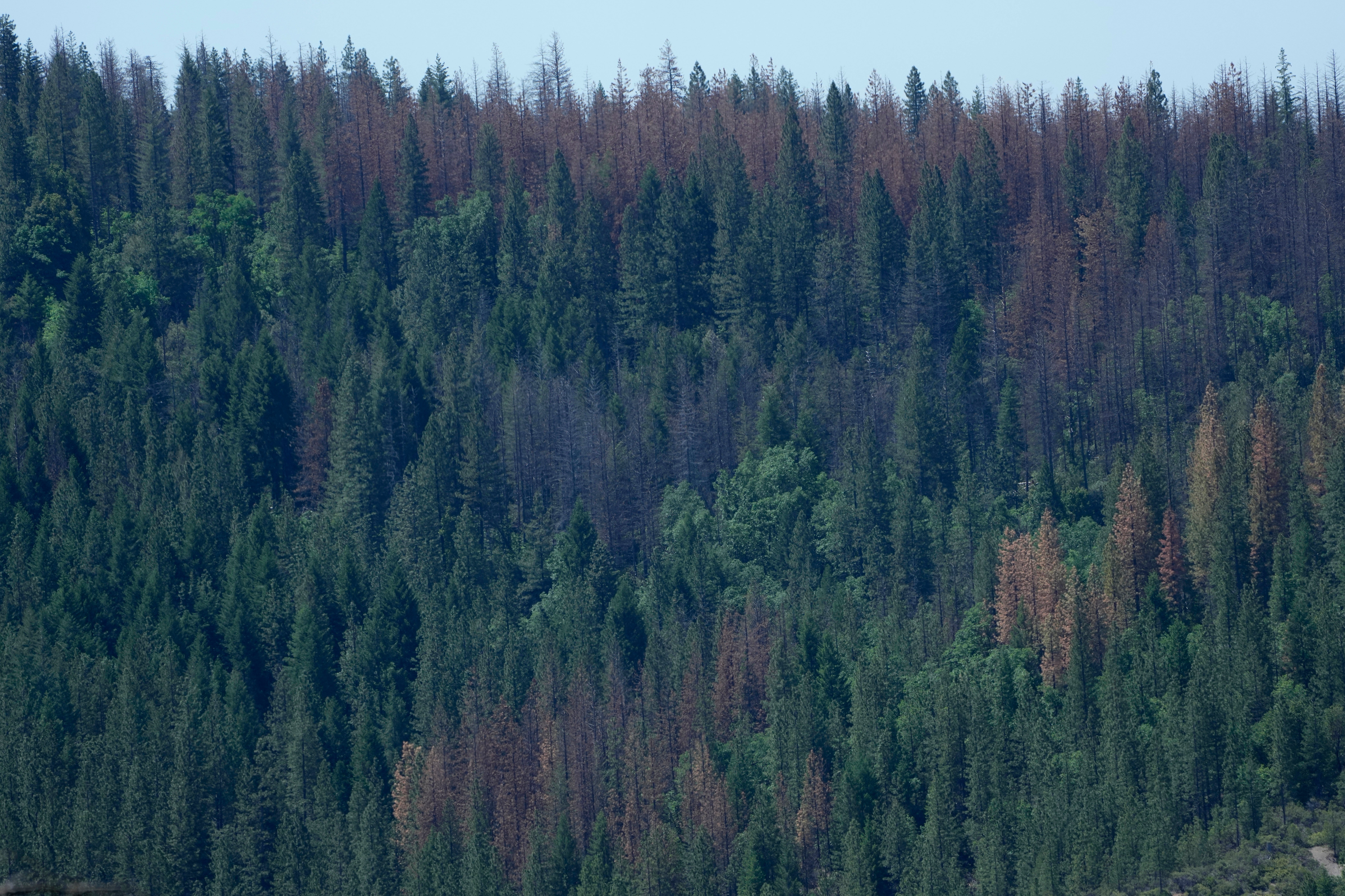 Wildfires Communities