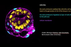 Scientists use stem cells to create models of human embryos and study our earliest days
