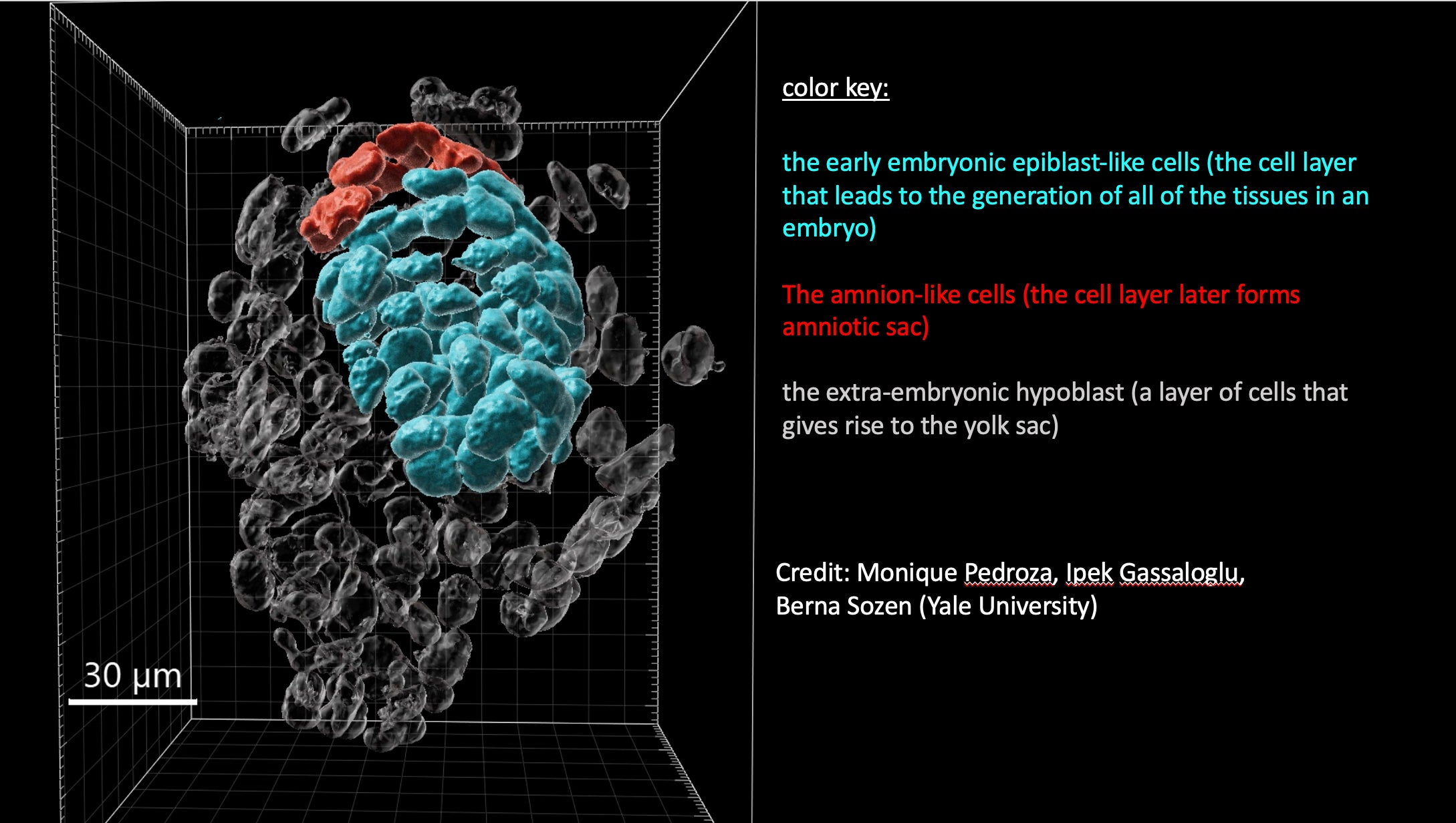 Embryo Model
