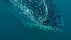 Trapped humpback whale rescued from net off Australian coast