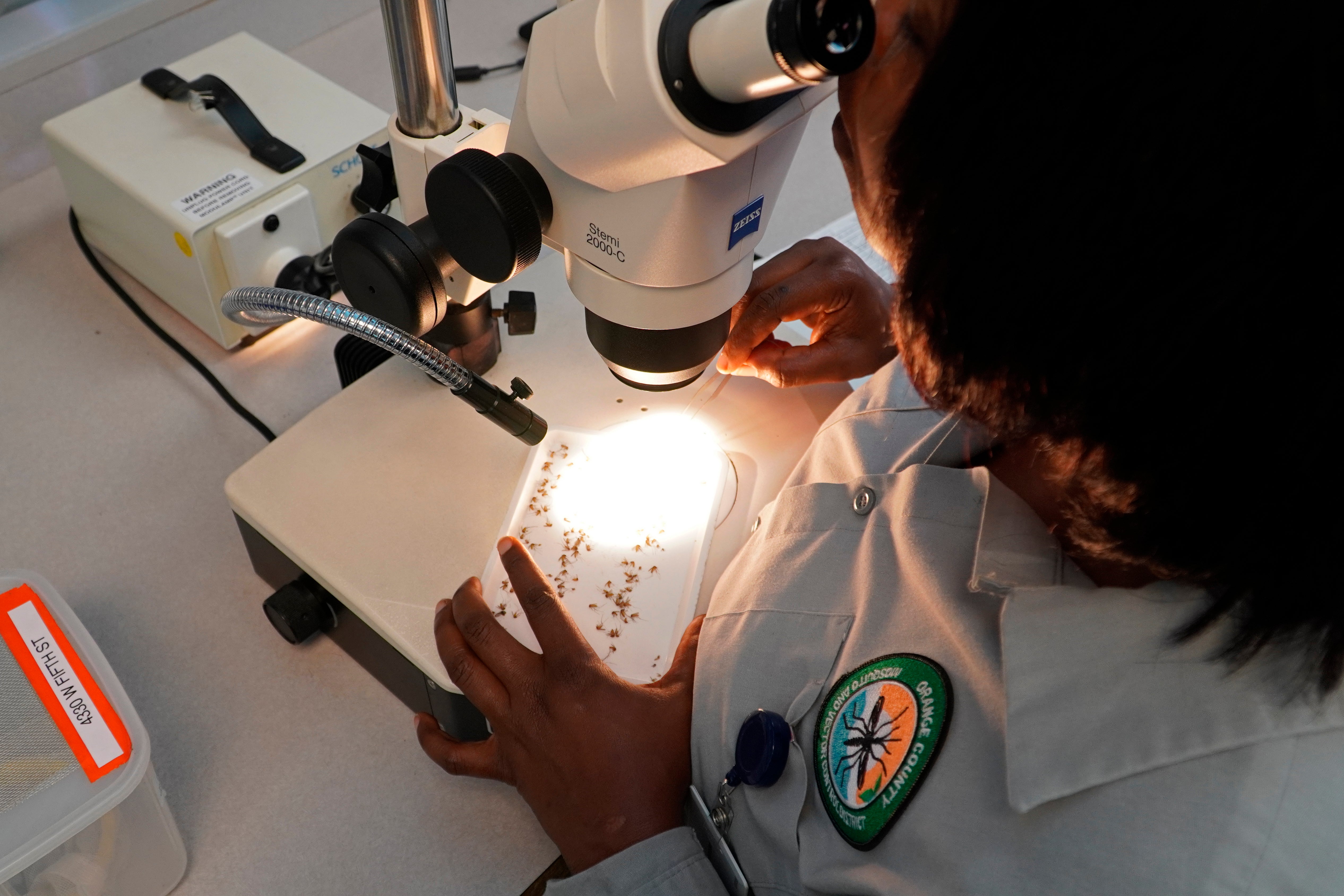 A lab worker examines trapped mosquitoes for signs of West Nile virus and other diseases