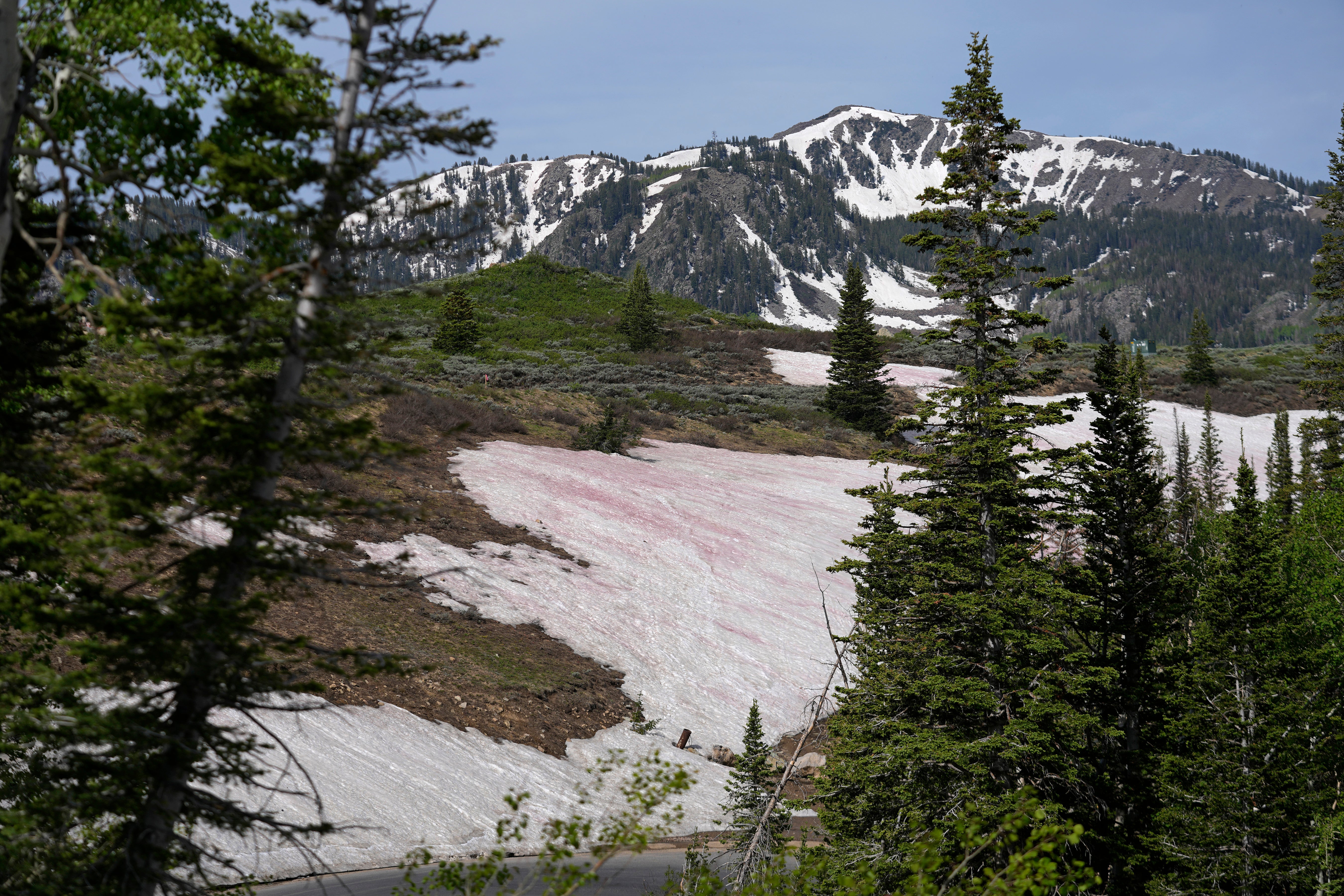 Watermelon Snow