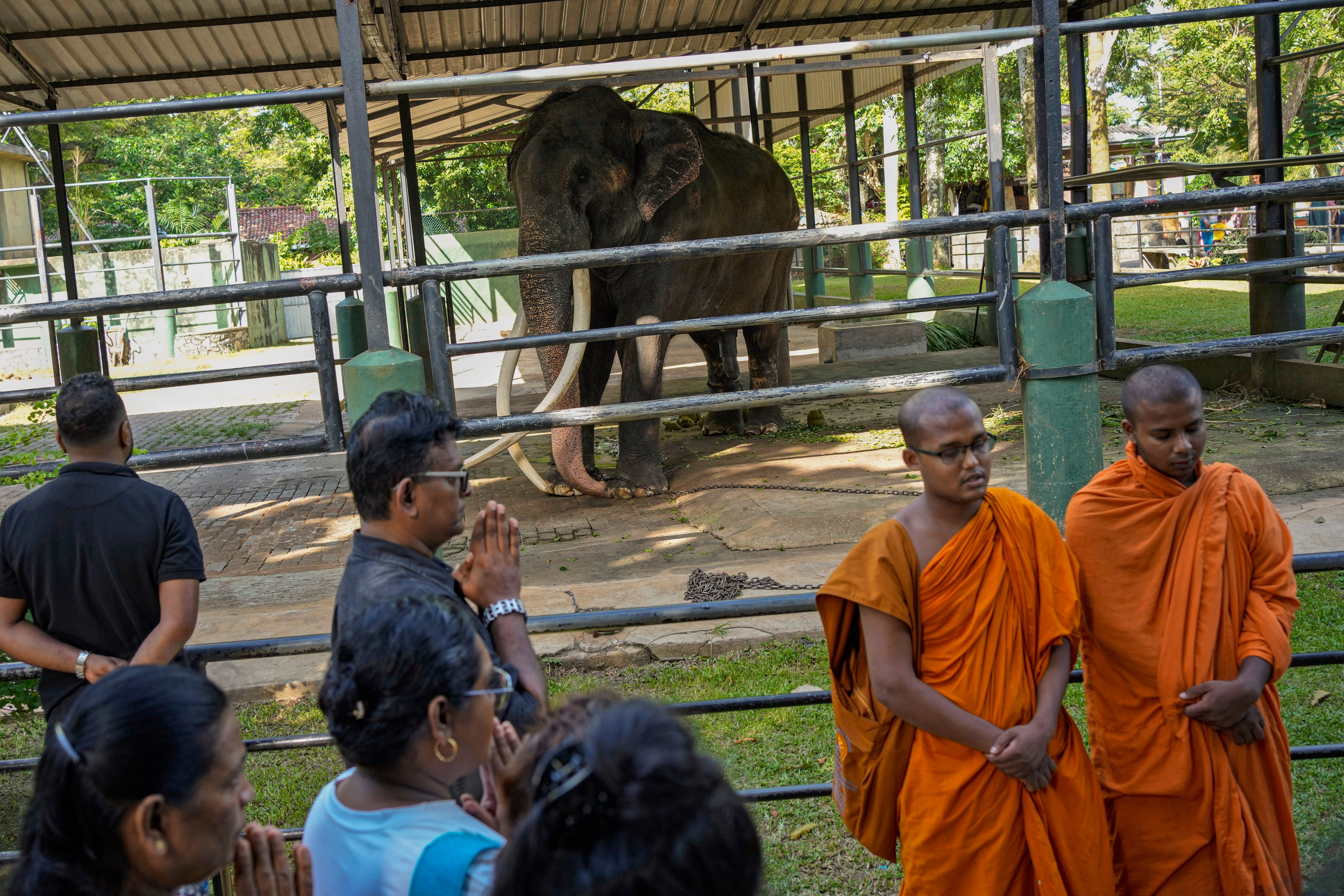 Sri Lanka Thai Elephant