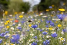 Mapped: Pollen hotspots this weekend as Met Office issues hay fever warning