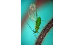 New Yorkers inhaling swarms of tiny flying bugs that have invaded city