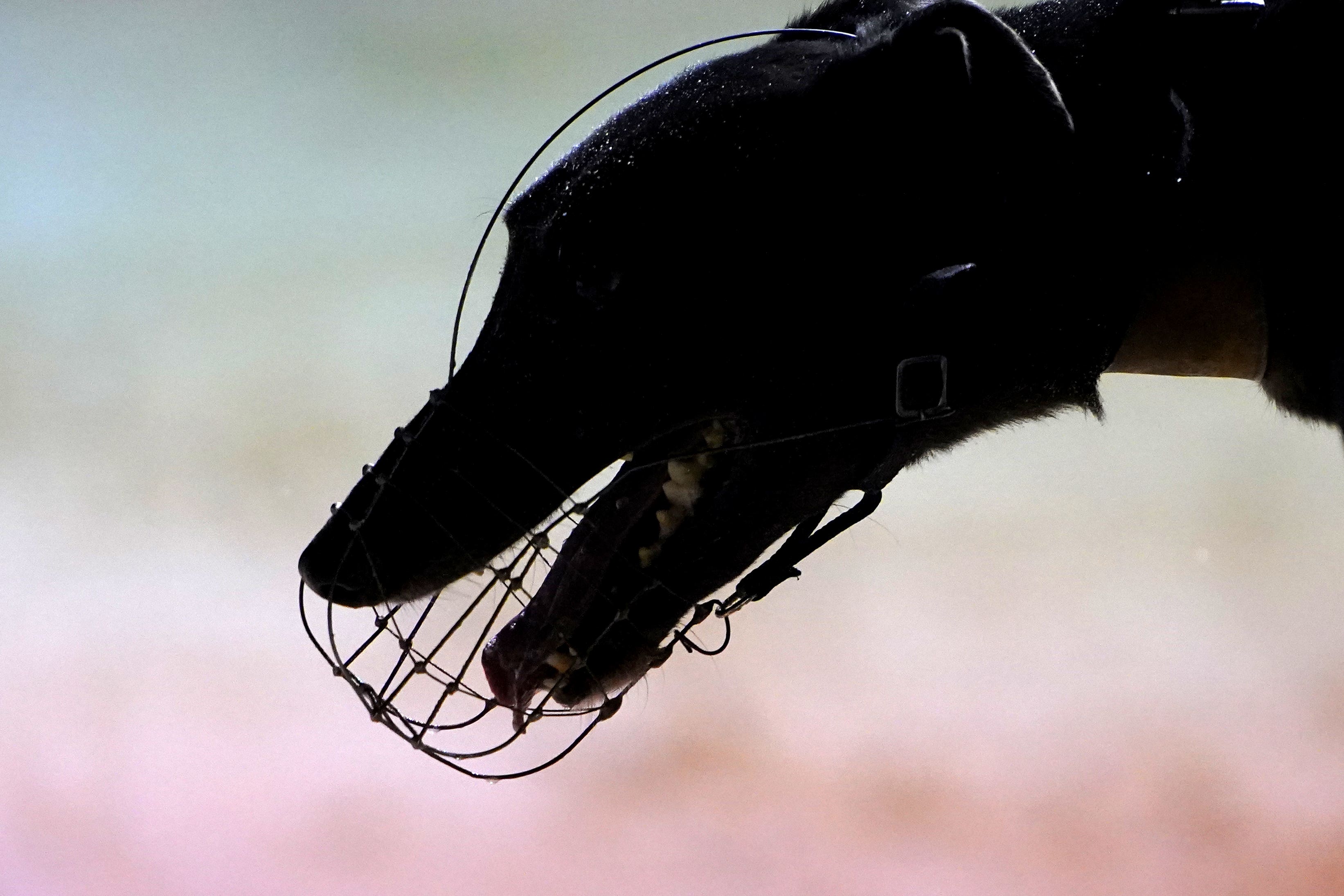 A general view of a dog after a greyhound race (Zac Goodwin/PA)