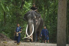An ailing Thai elephant returns home for medical care after years of neglect in Sri Lanka
