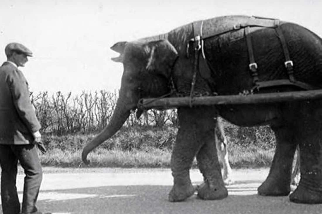 Bostock and Wombwell’s Menagerie, pictured here in 1914, travelled the country with its ‘Wild Beast Show’