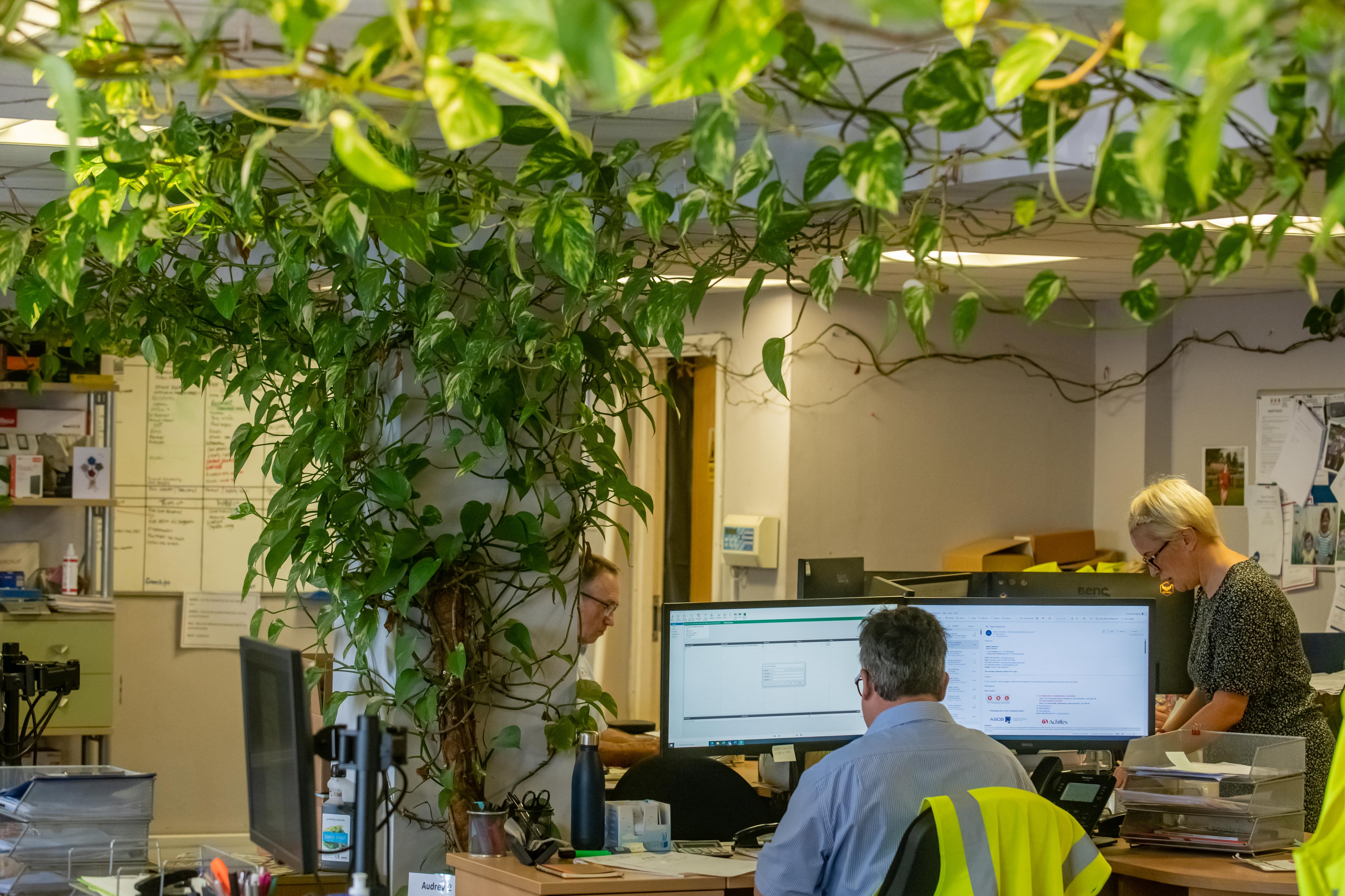 The ‘absolutely massive’ plant loops around the office several times