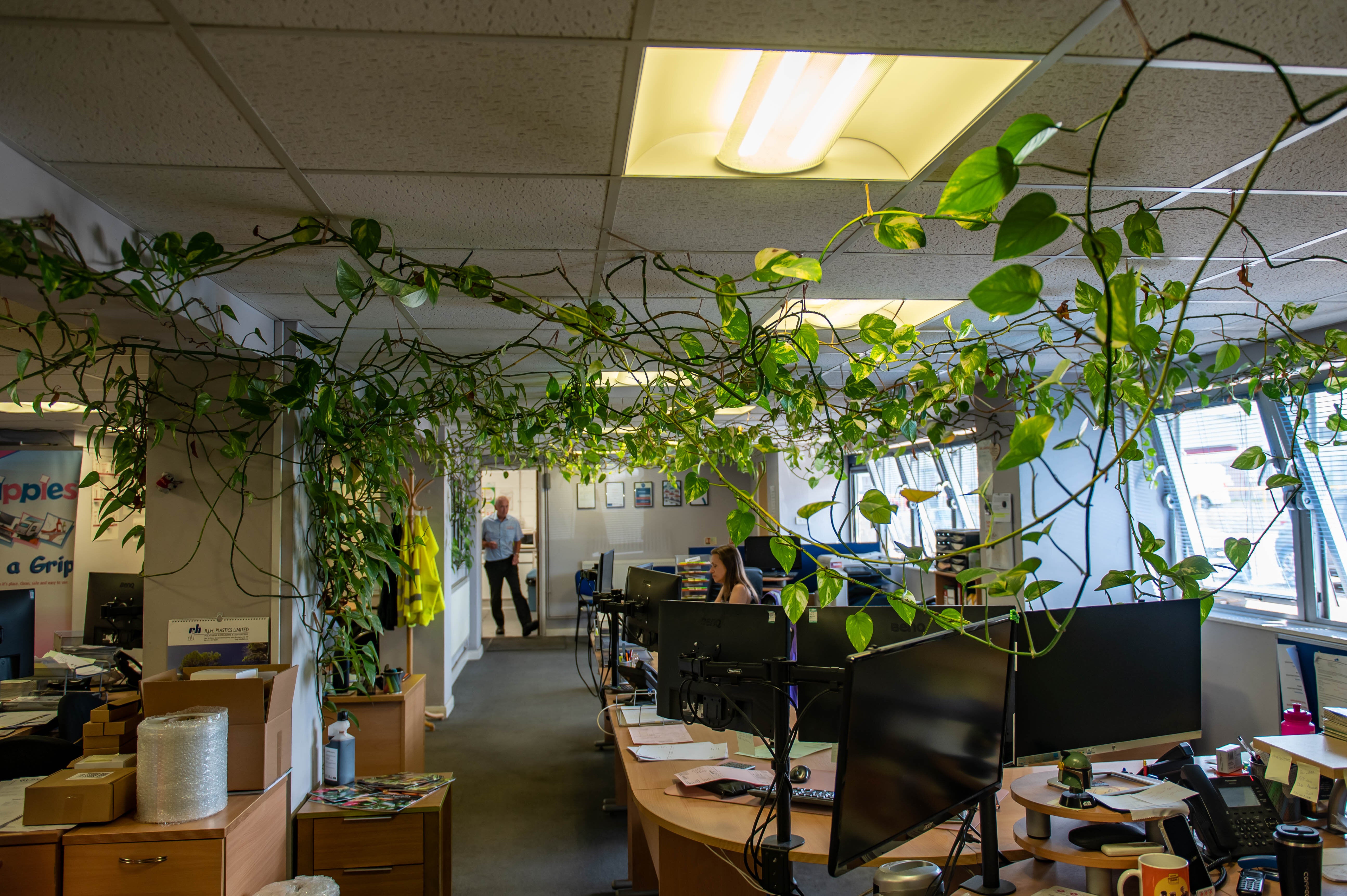 The plant hangs from computer monitors and even has its own sponsorship deal