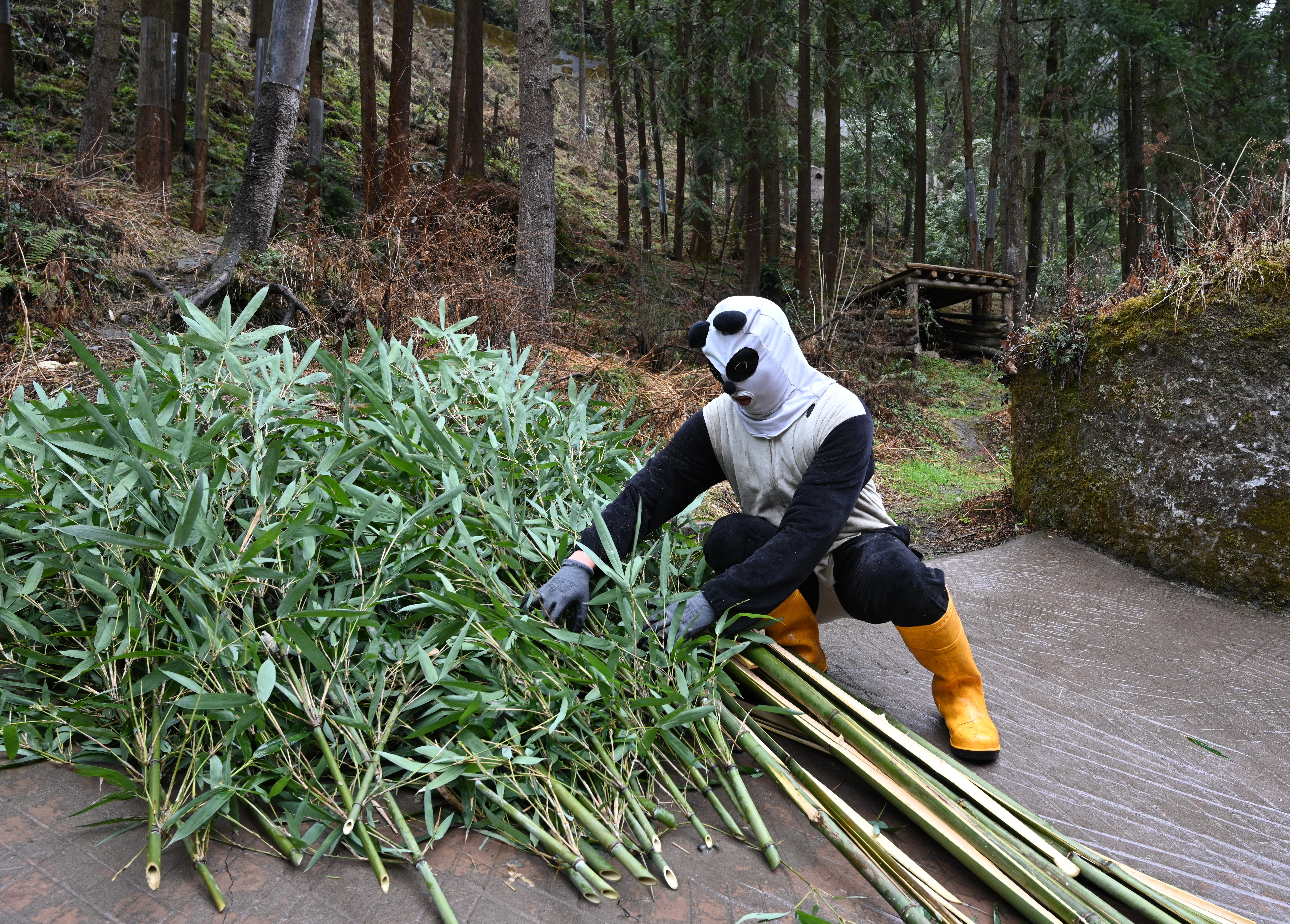 A breeder wears a panda costume to participate in the wild training of giant pandas at the Wolong Hetaoping Base of the China Giant Panda Protection and Research Centre, Sichuan province