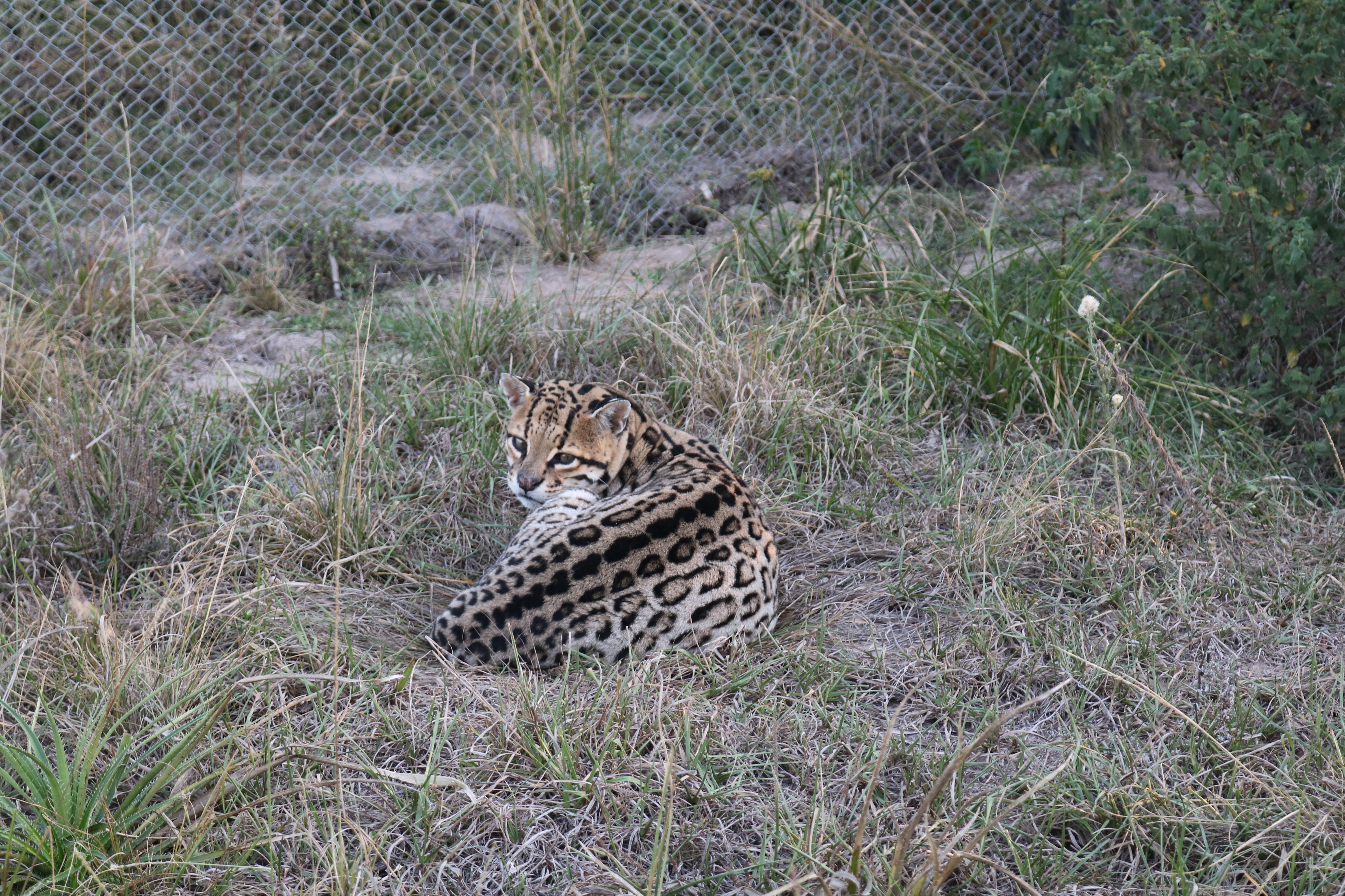 One of the park’s ocelots