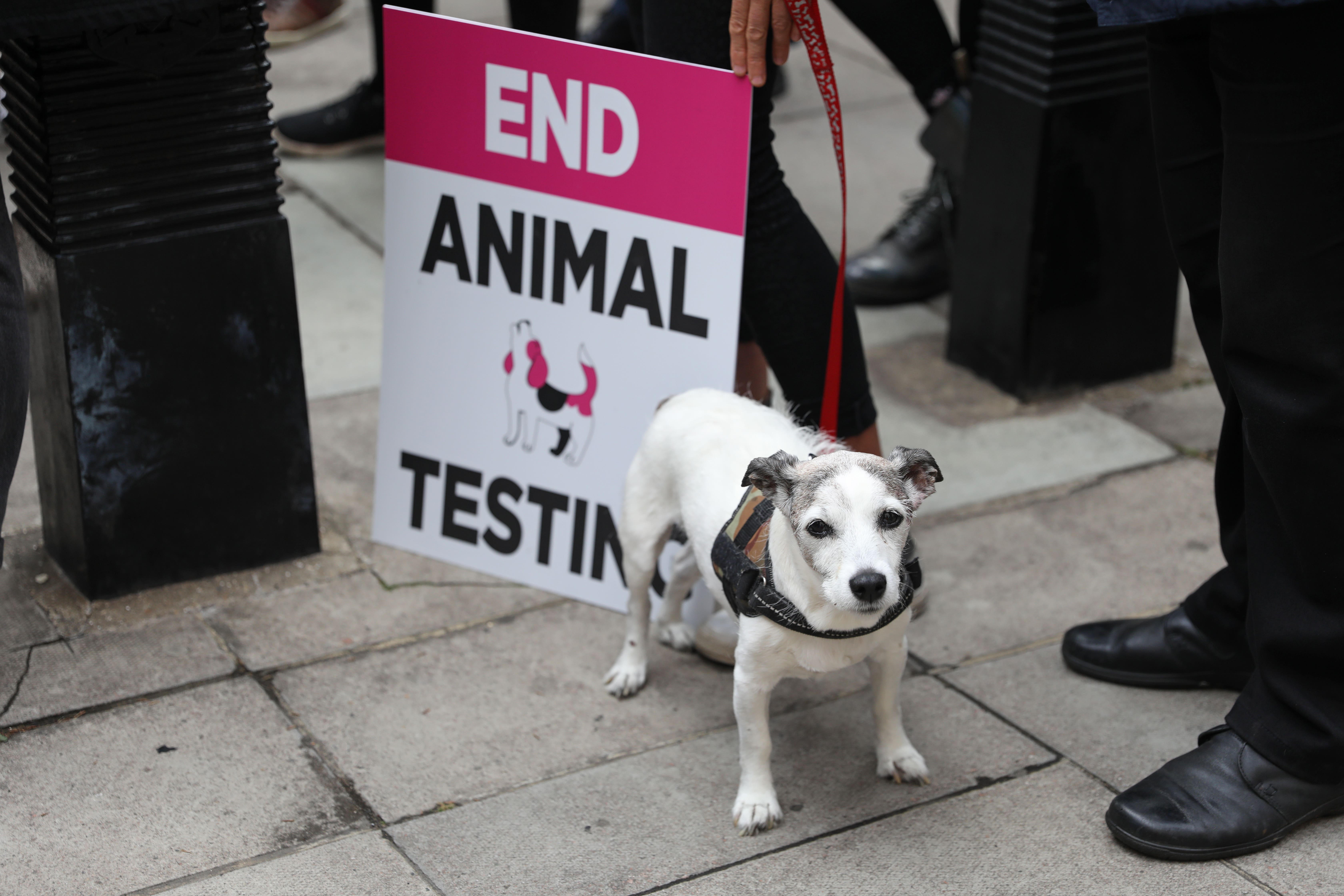 MPs called for Government to phase out animal testing as new technologies are developed (Ashlee Ruggels/PA)