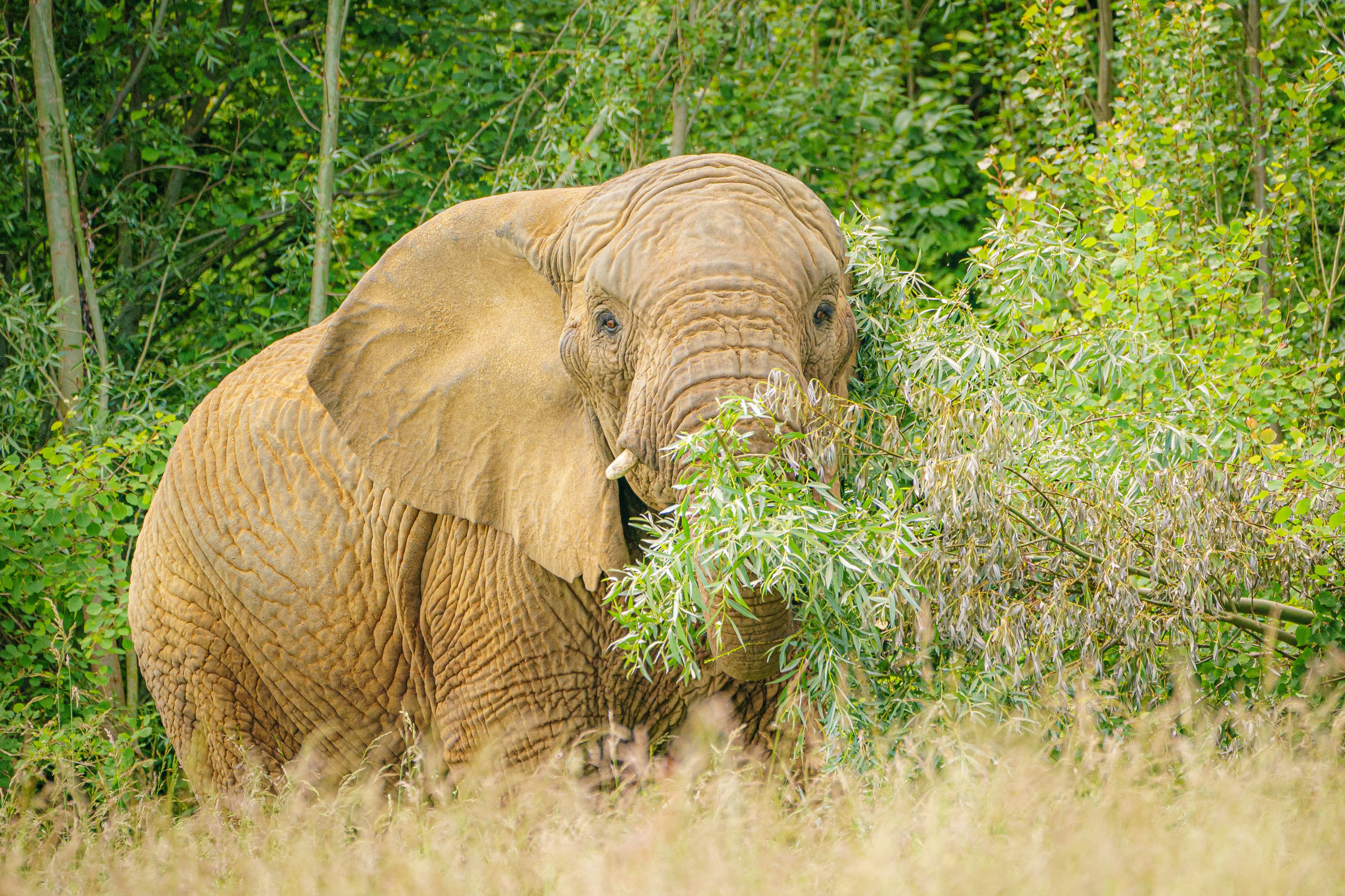 Elephants may vary what they eat for dinner each night (Ben Birchall/PA)