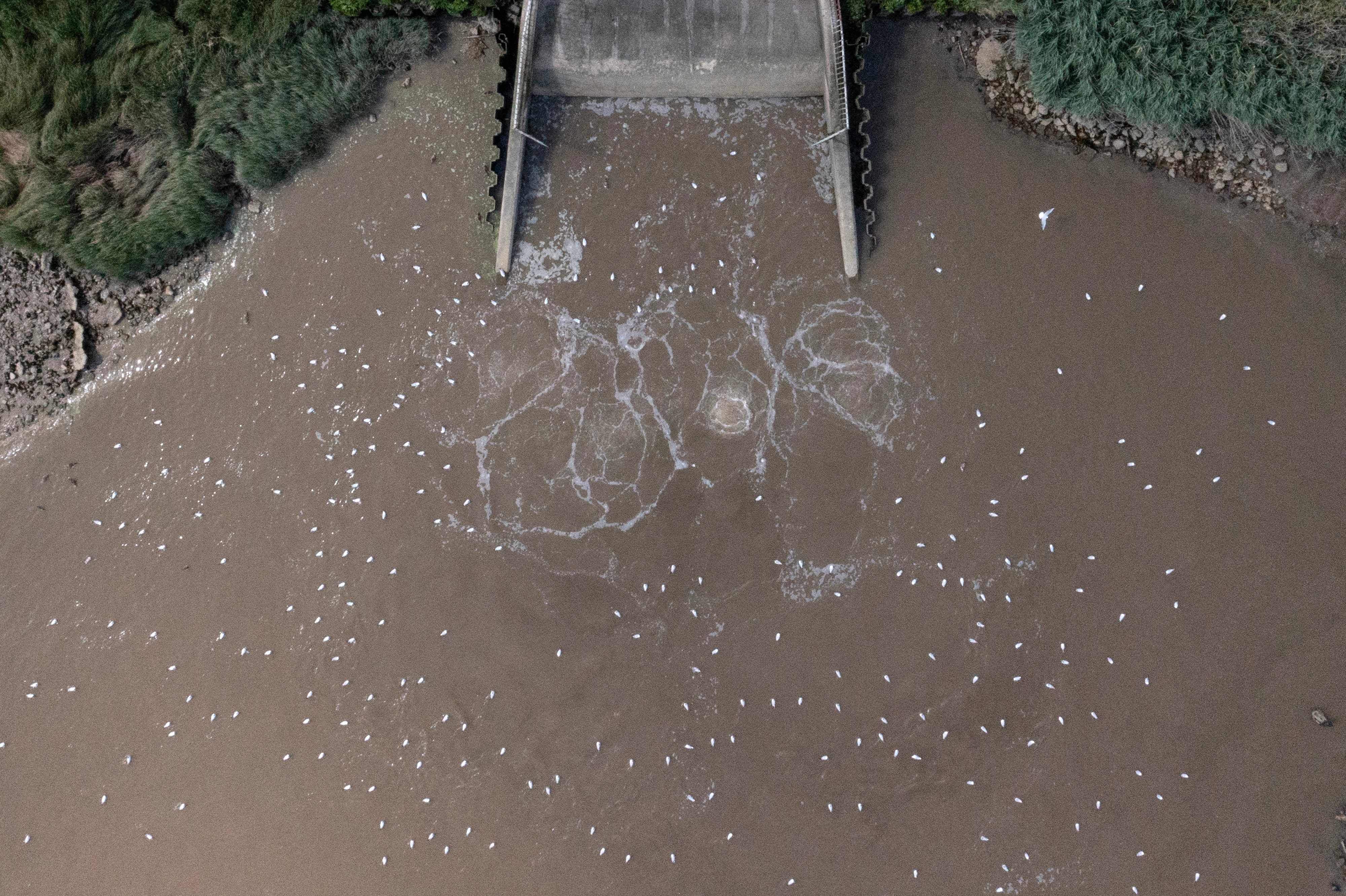 Thames Water makes a contribution to the River Thames from its Crossness Sewage Treatment Works, in southeast London, in July