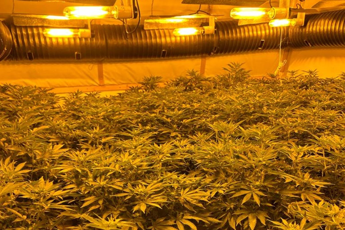 More than 1,000 cannabis farms have been raided by police across Britain, with plants worth £130 million seized and some 1,000 suspects arrested (NPCC/PA)