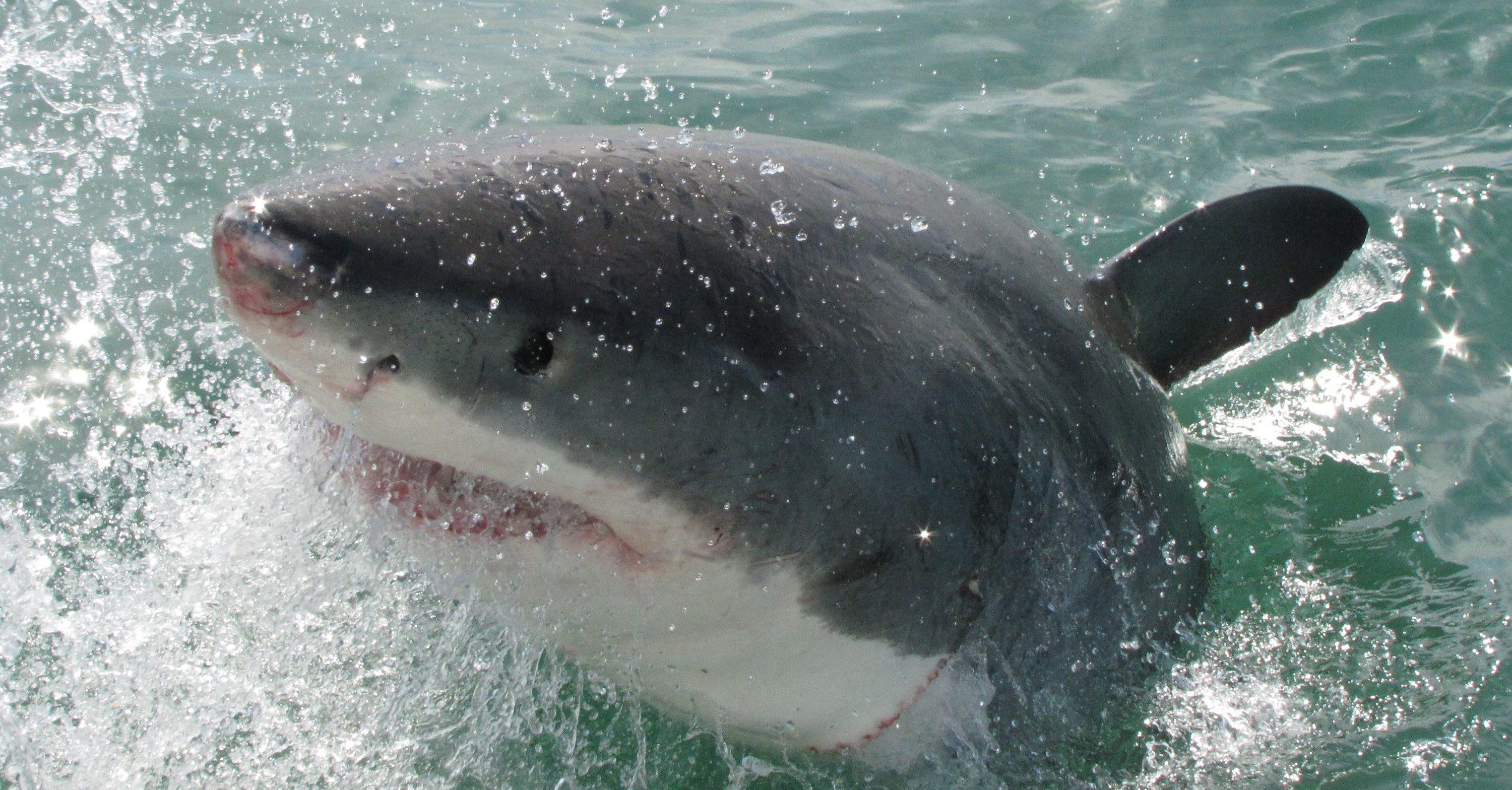 Juvenile great white sharks choose certain areas of the sea as "training grounds" where they can fine-tune their hunting skills
