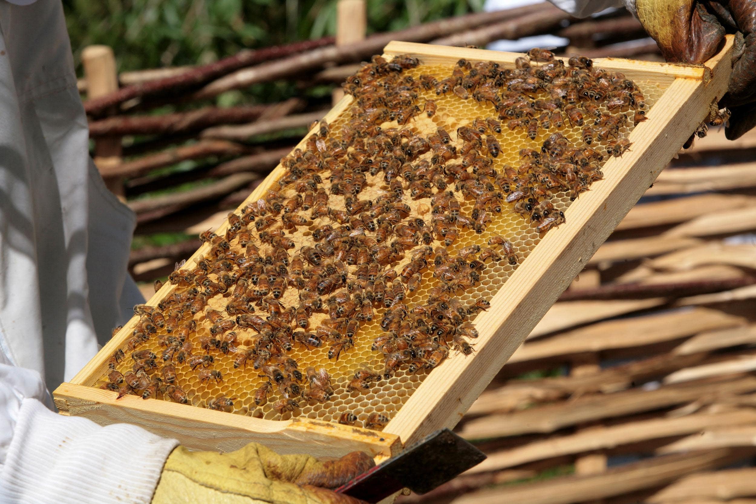 Researchers have discovered that a tiny parasitic honeybee mite has a distinctive walk (PA)