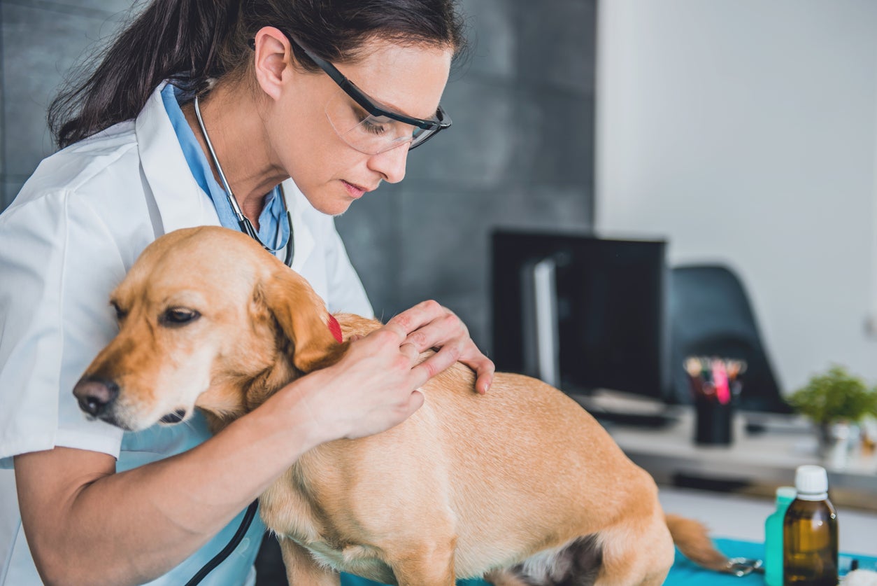 Researchers compared tumours from almost 671 dogs from 96 breeds with 23 common tumour types to human patients