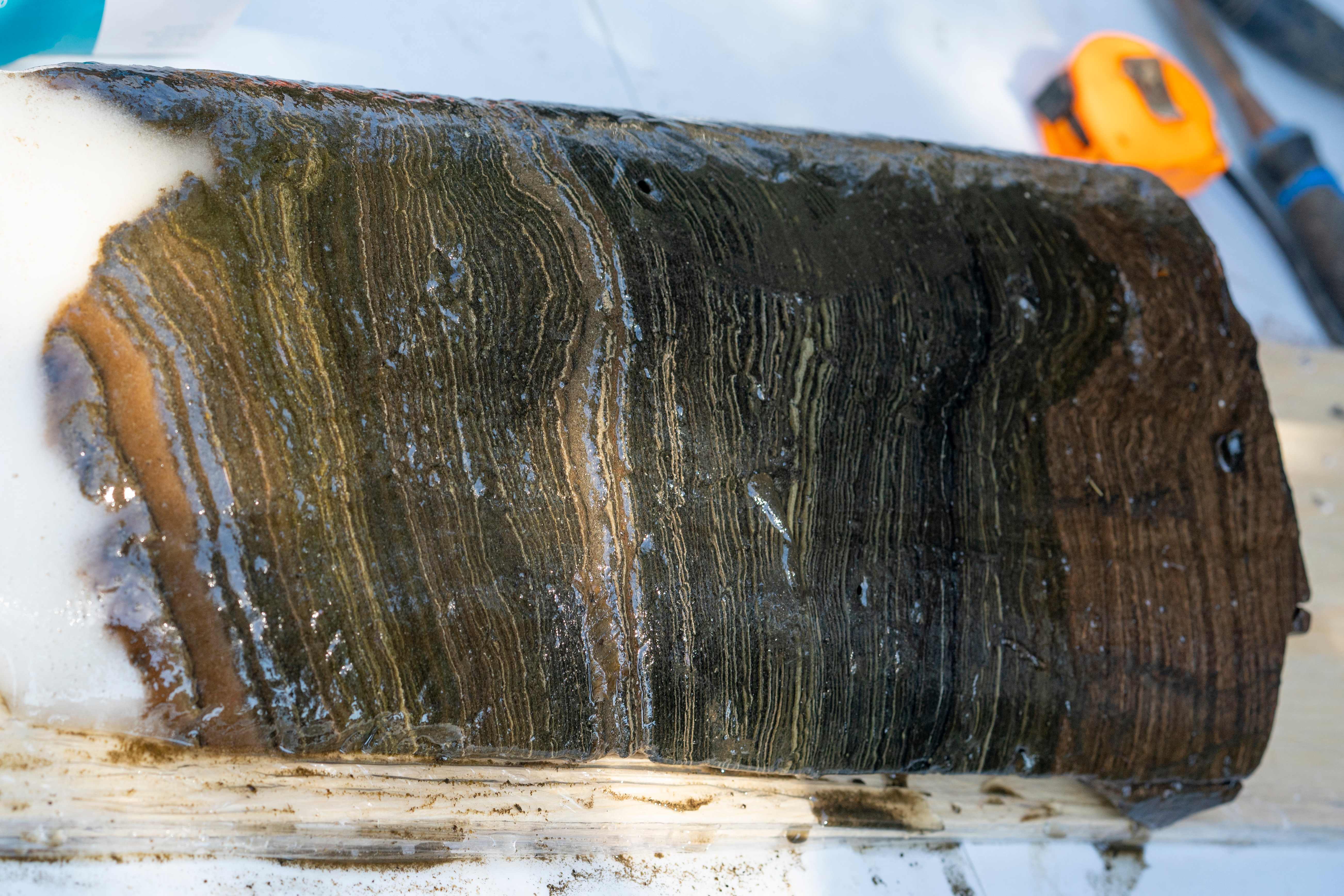 The distinct years of sediment deposits are visible in this section of sediment collected from the bottom of Crawford Lake in April 2023