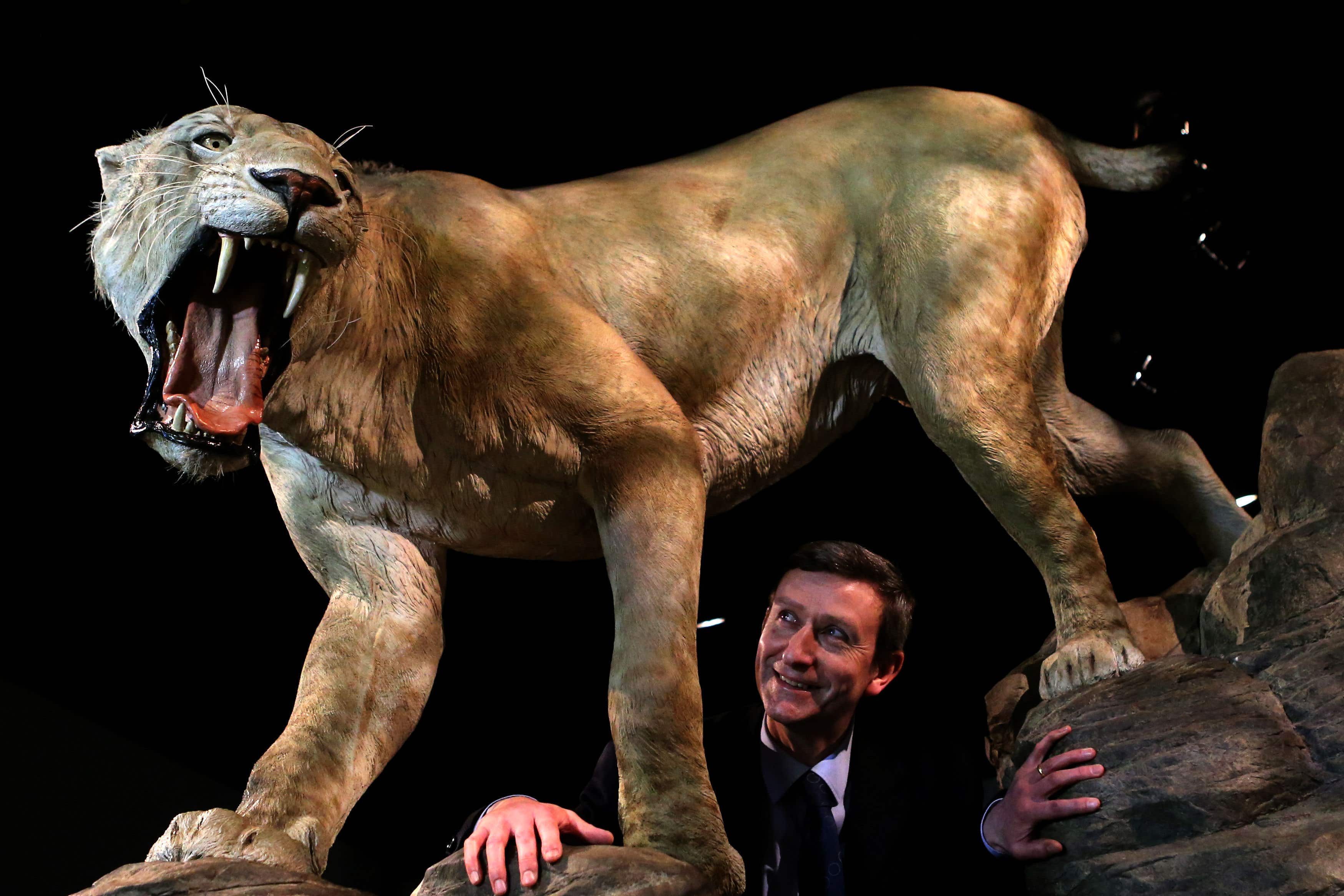 A model of a sabre-toothed cat