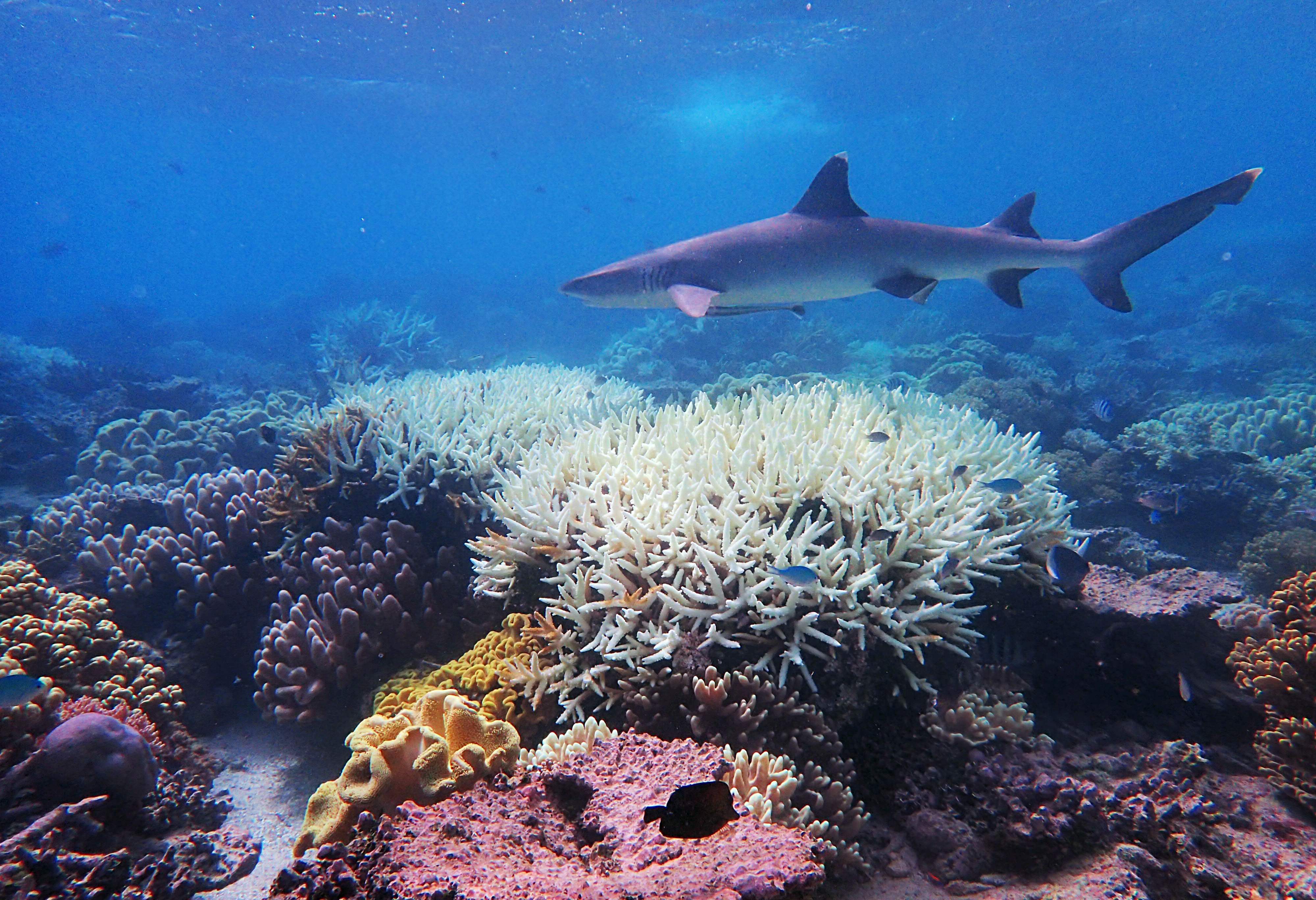 Australia’s Great Barrier Reef has suffered its most widespread coral bleaching on record