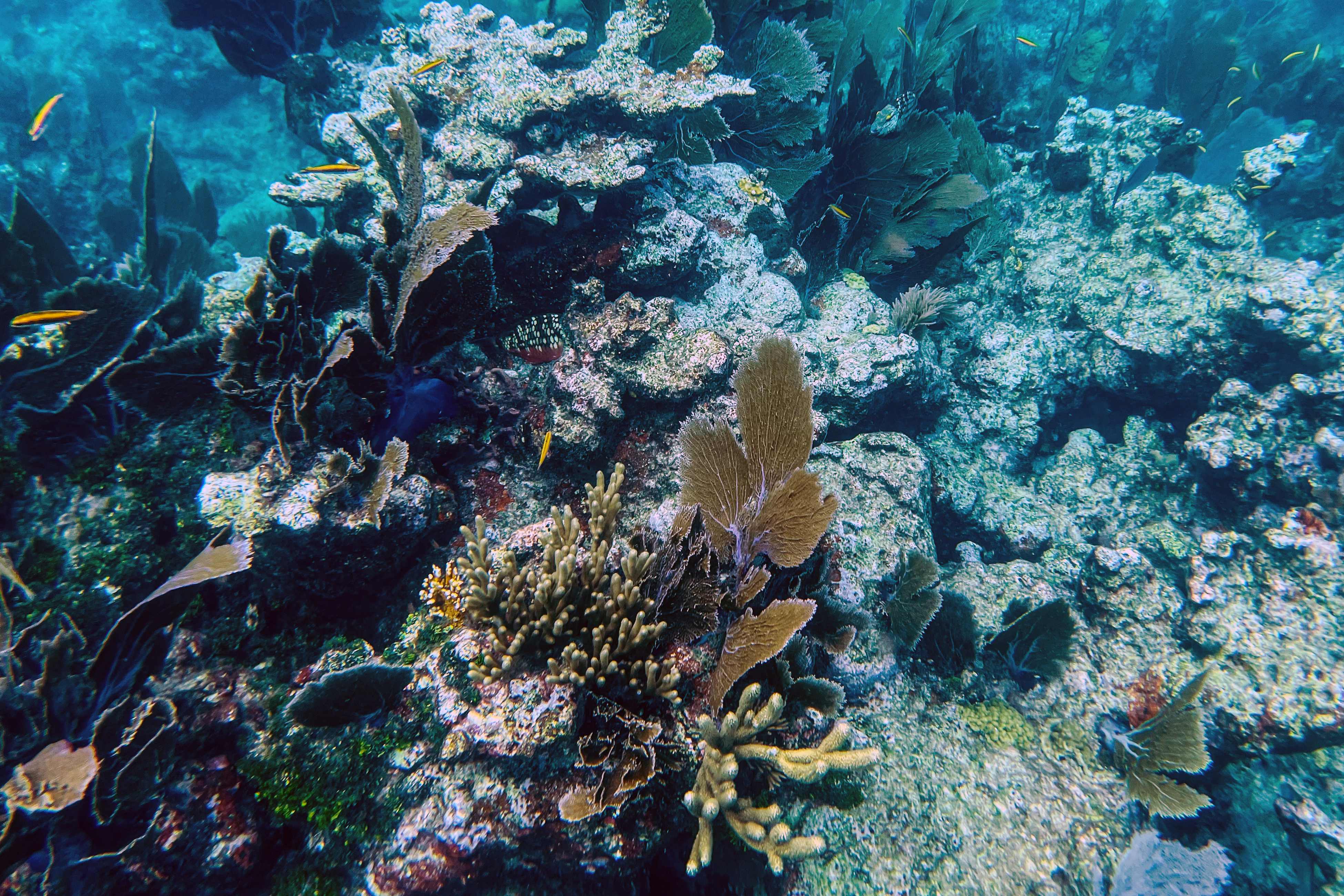 File: Dead coral sit on the ocean bed in the Straits of Florida near Key Largo, Florida, on Se