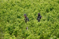 Biden administration suspends satellite monitoring of Colombian coca crops amid surge in cocaine