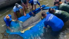 Injured manatees released back into wild after rehabilitation