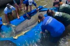 Injured manatees released back into wild after rehabilitation